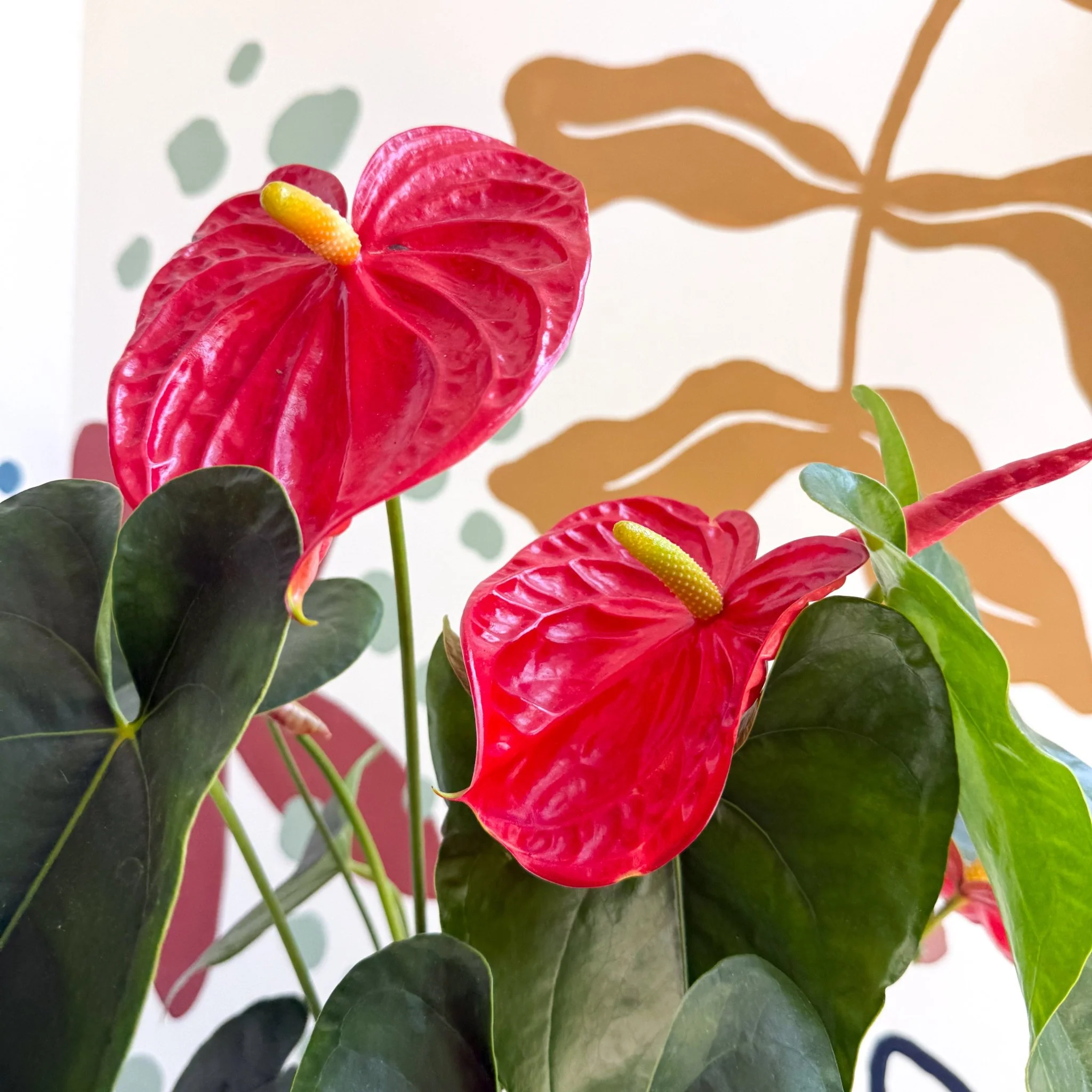 Anthurium andraeanum 'Arebo' - Red Flamingo Flower - Image 7