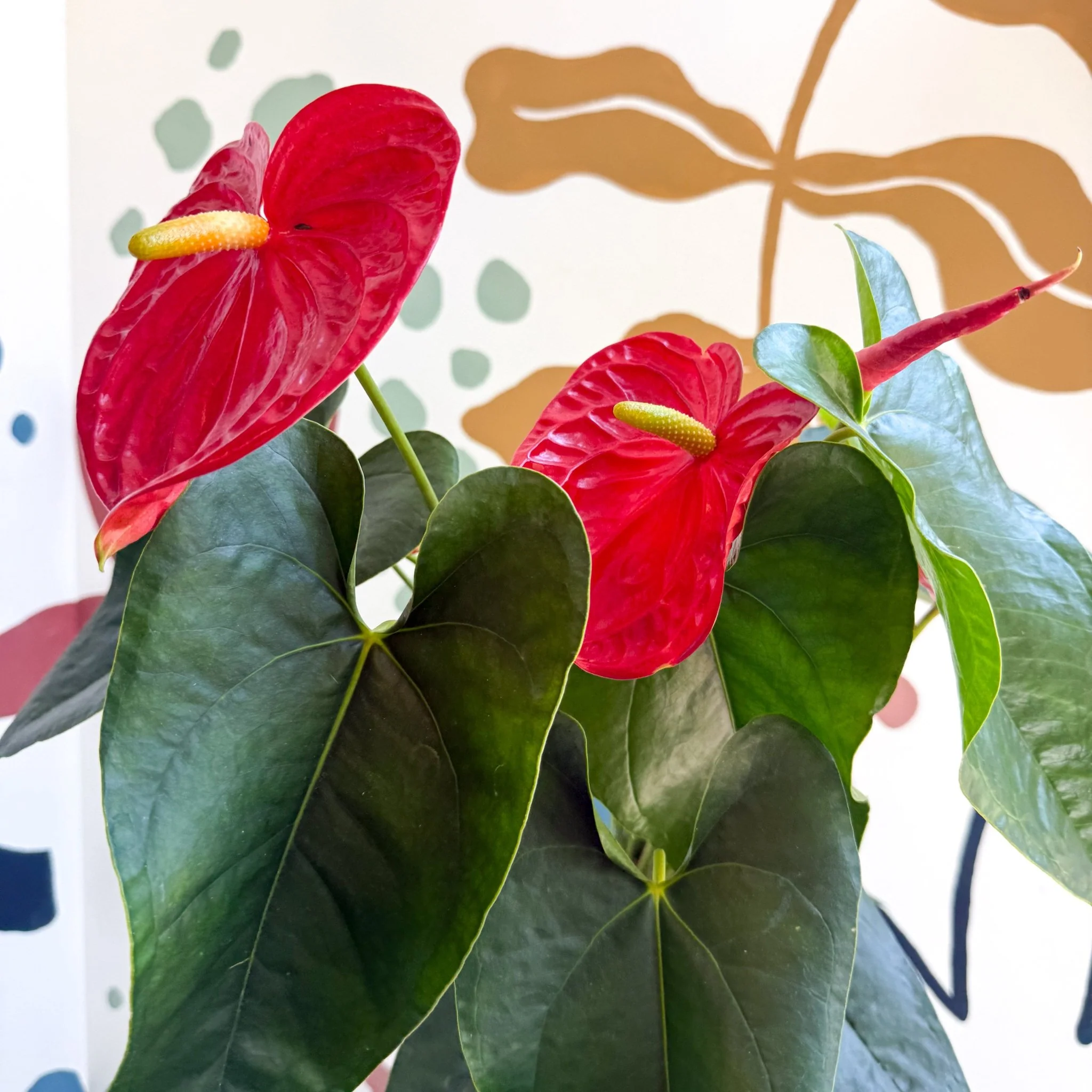 Anthurium andraeanum 'Arebo' - Red Flamingo Flower - Image 8