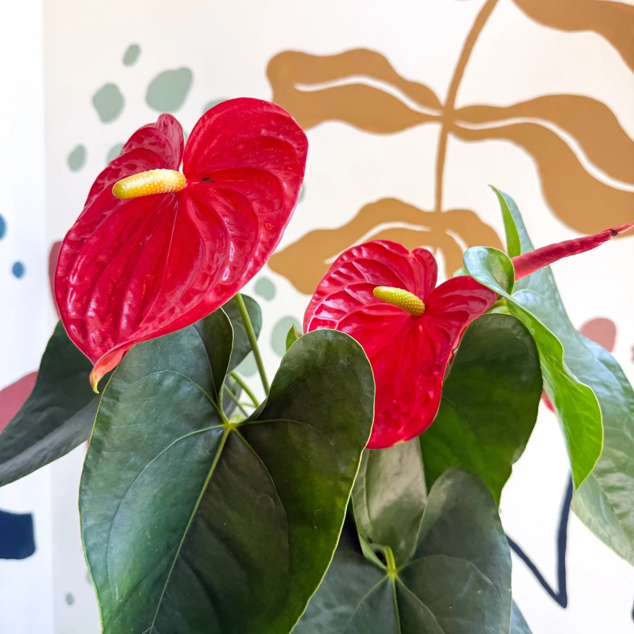 Anthurium andraeanum 'Arebo' - Red Flamingo Flower - Image 9