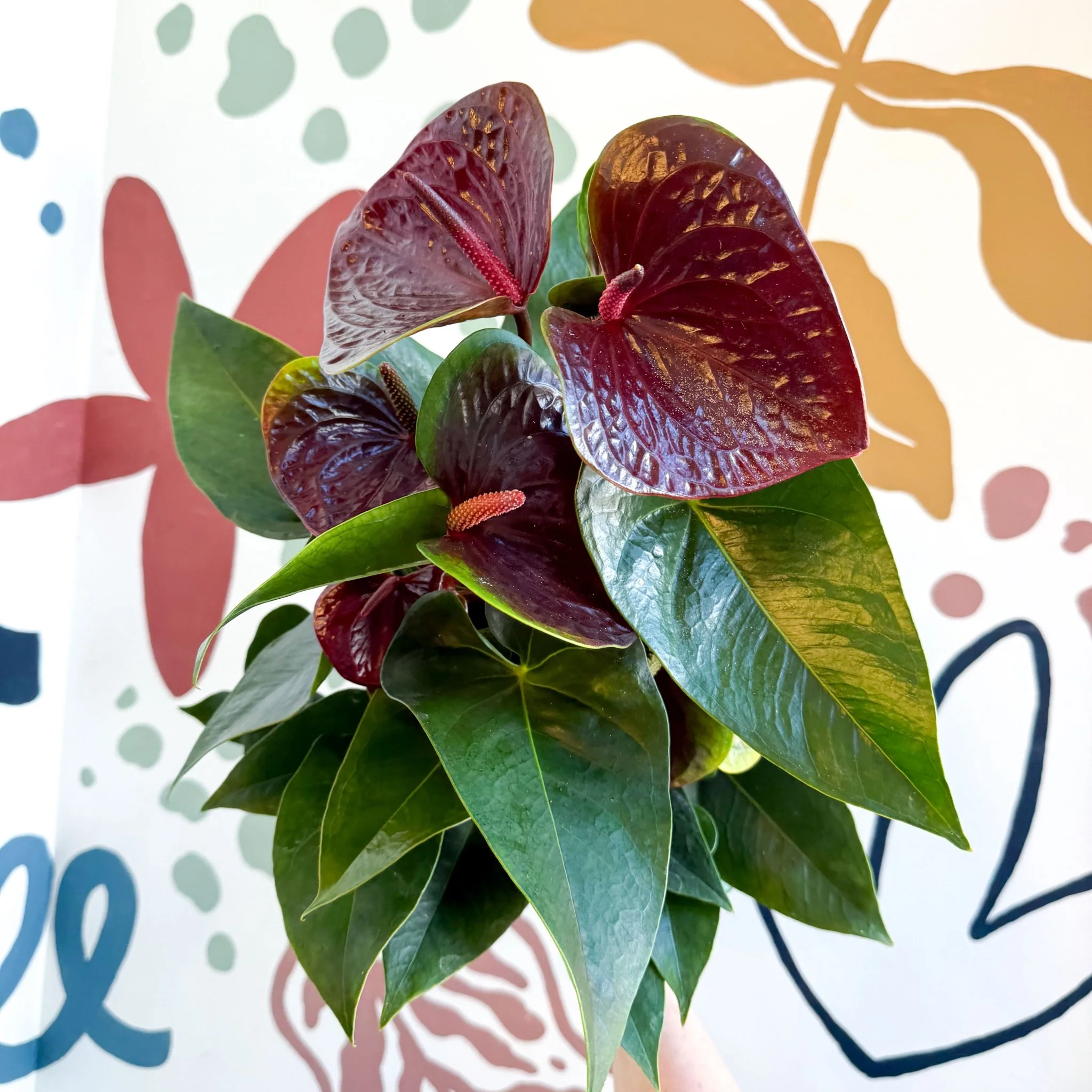 Anthurium andraeanum 'Essencia' - Deep Burgundy Red Flamingo Flower