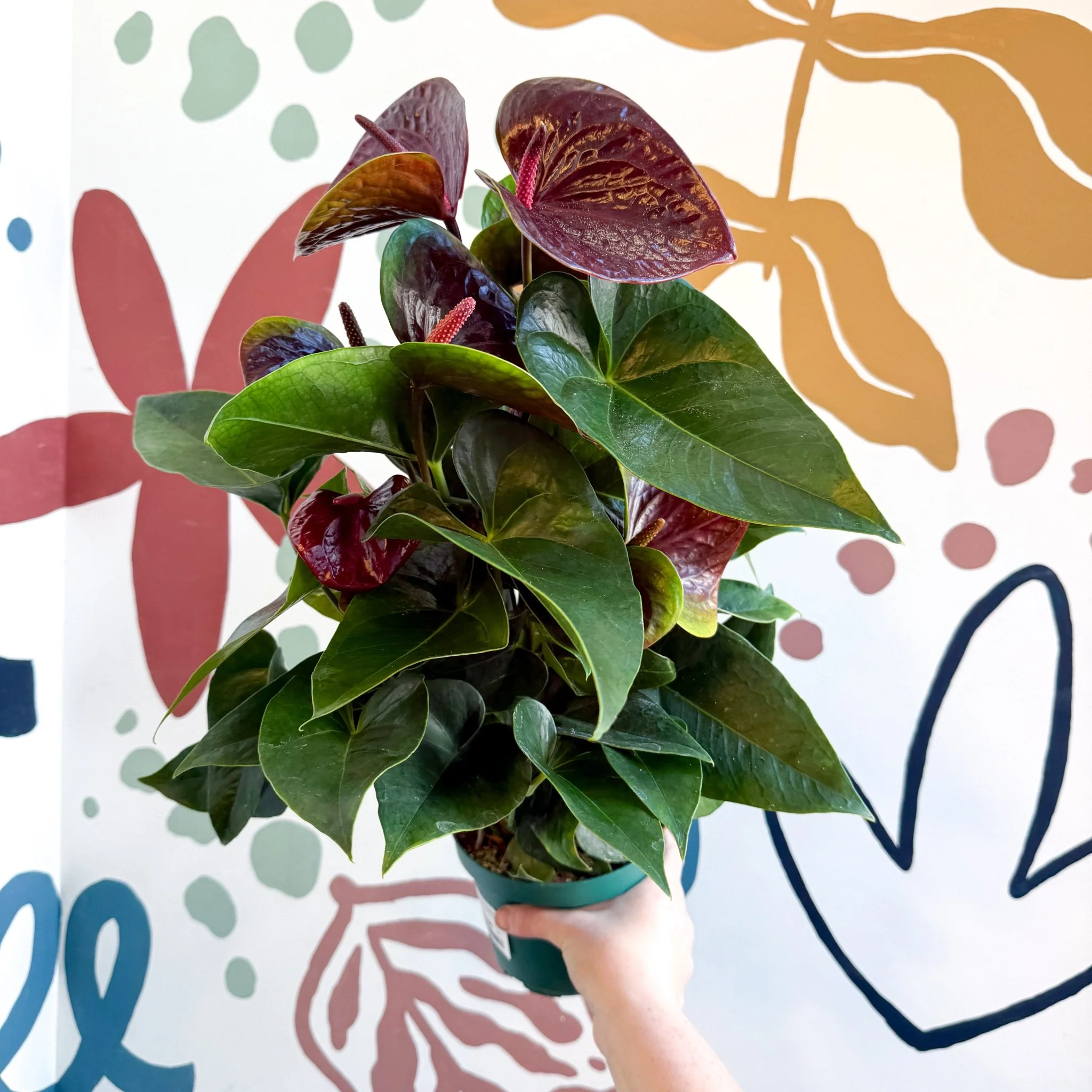 Anthurium andraeanum 'Essencia' - Deep Burgundy Red Flamingo Flower - Image 10