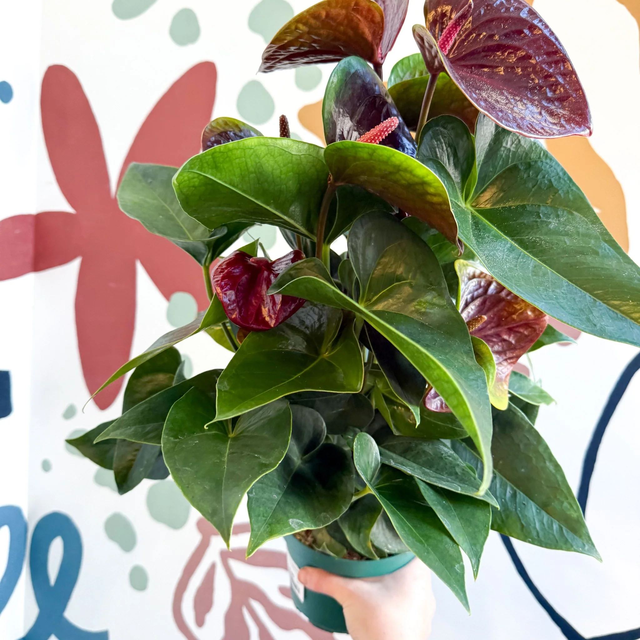 Anthurium andraeanum 'Essencia' - Deep Burgundy Red Flamingo Flower - Image 11