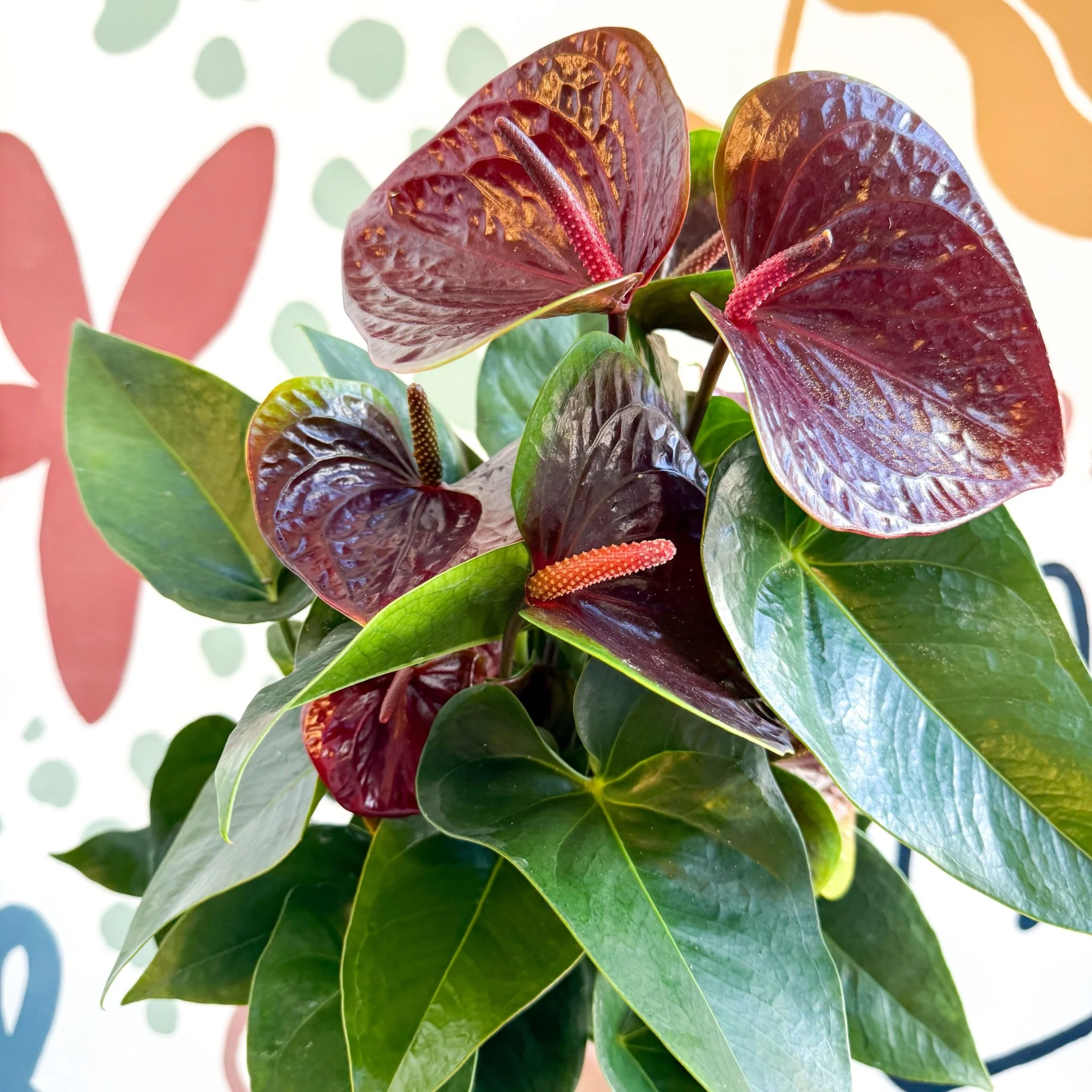 Anthurium andraeanum 'Essencia' - Deep Burgundy Red Flamingo Flower - Image 12