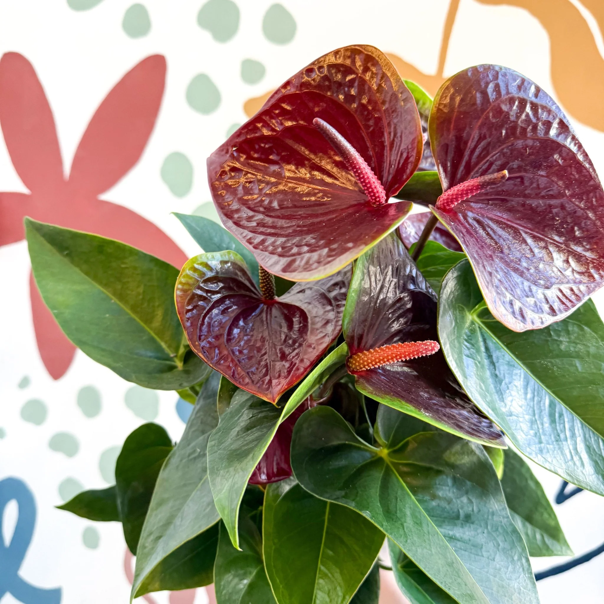 Anthurium andraeanum 'Essencia' - Deep Burgundy Red Flamingo Flower - Image 13