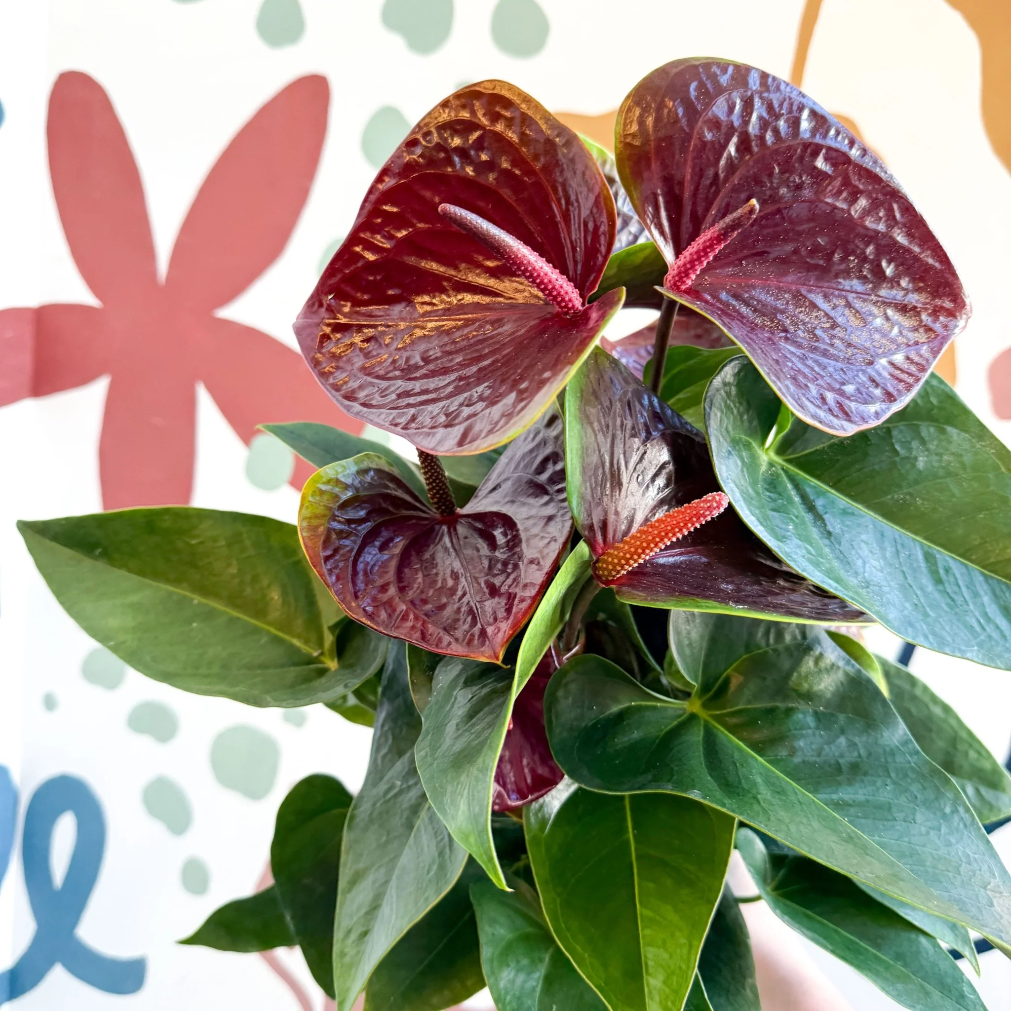 Anthurium andraeanum 'Essencia' - Deep Burgundy Red Flamingo Flower - Image 14