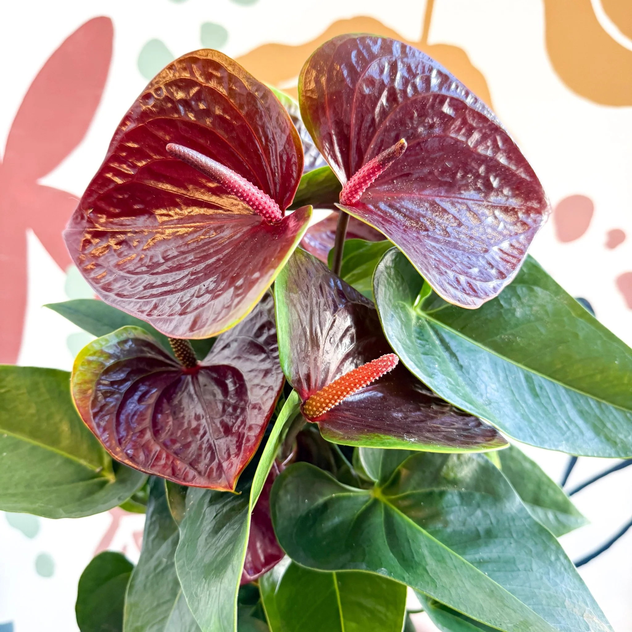Anthurium andraeanum 'Essencia' - Deep Burgundy Red Flamingo Flower - Image 15