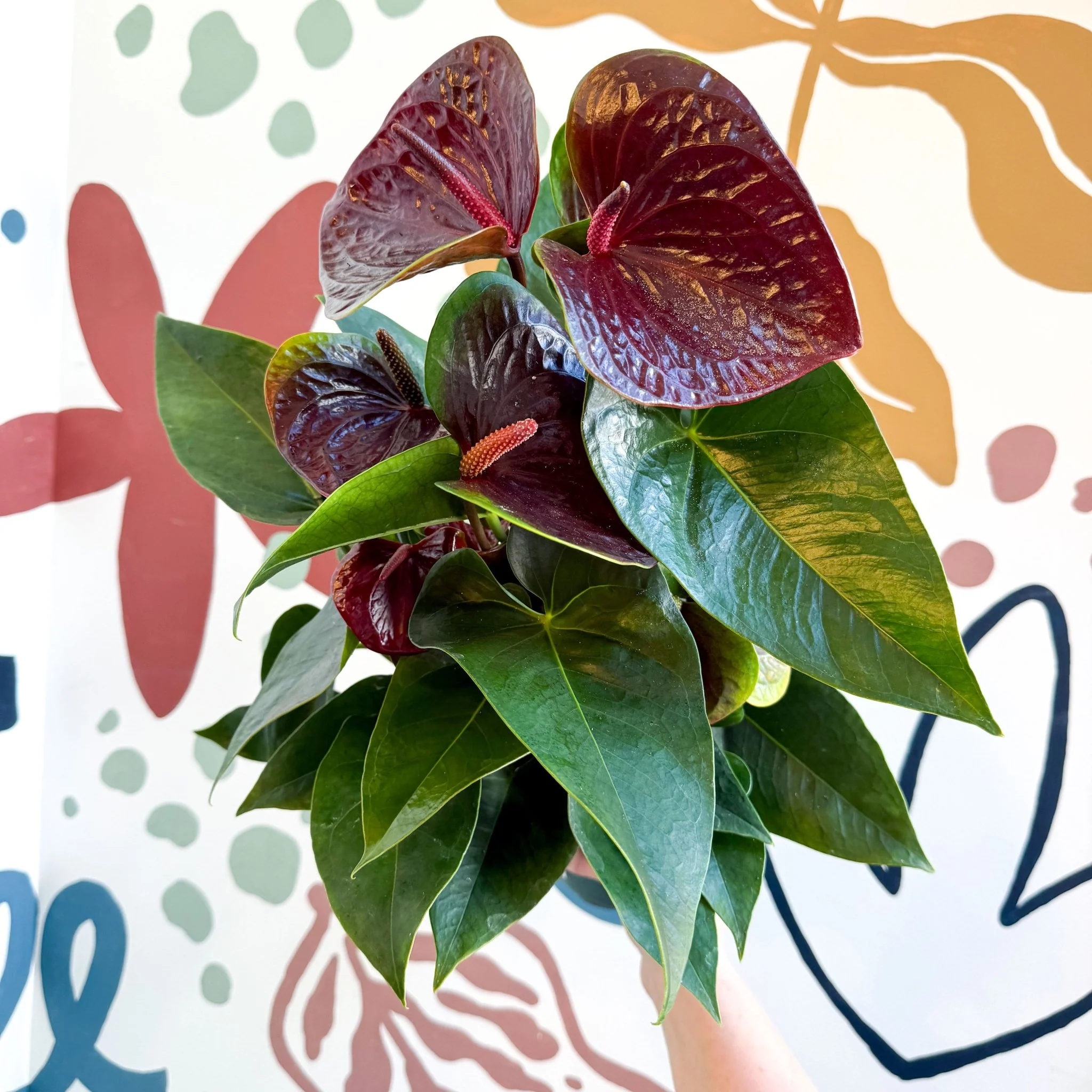 Anthurium andraeanum 'Essencia' - Deep Burgundy Red Flamingo Flower - Image 16