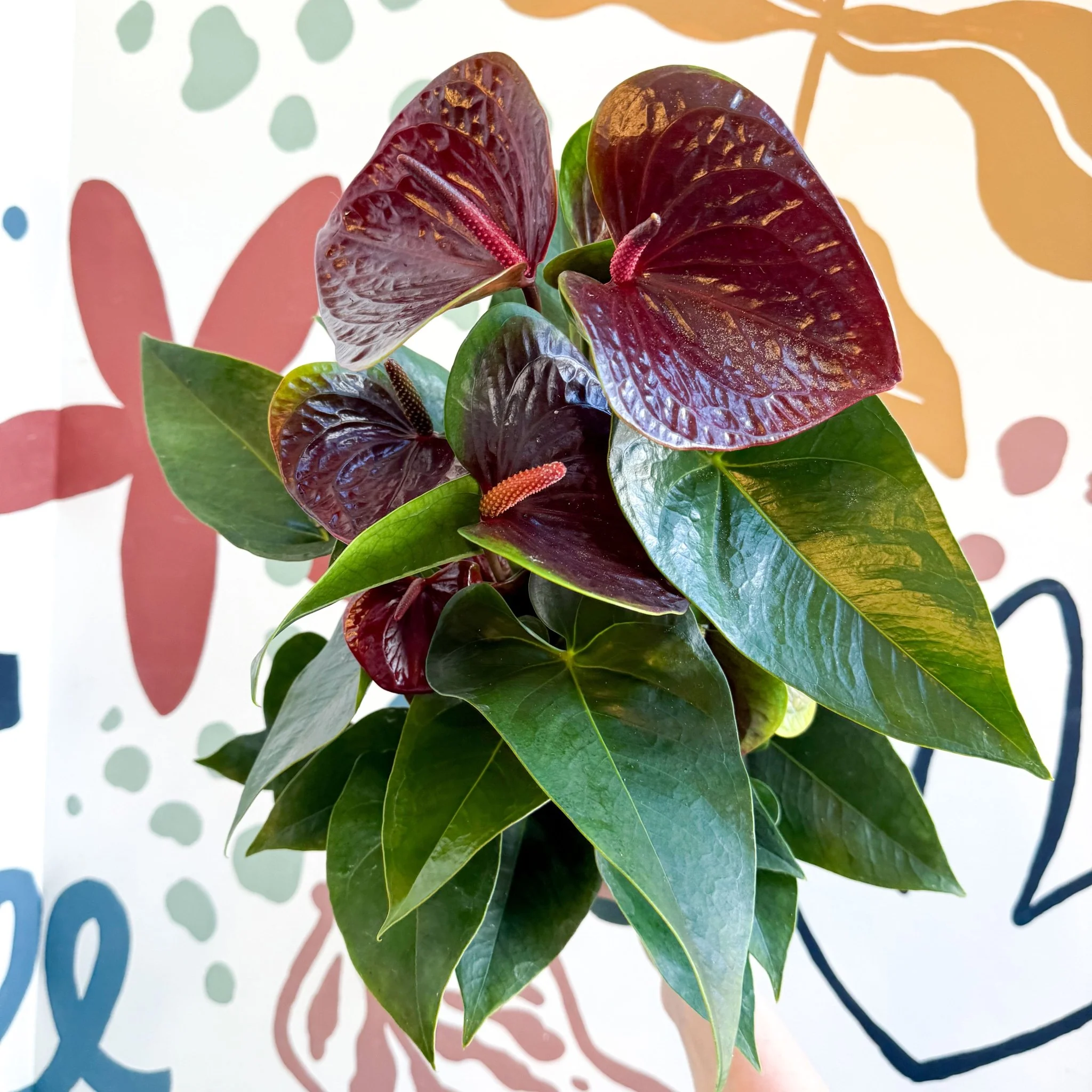 Anthurium andraeanum 'Essencia' - Deep Burgundy Red Flamingo Flower - Image 17