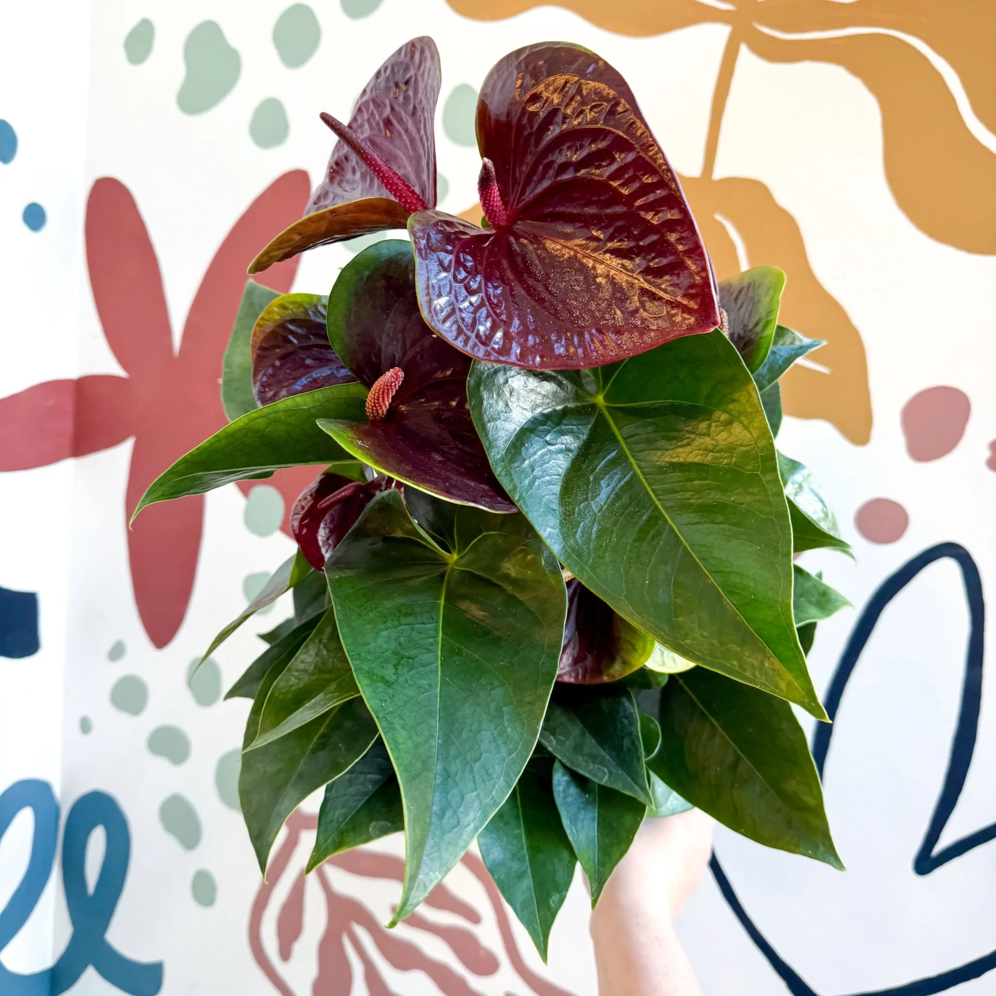 Anthurium andraeanum 'Essencia' - Deep Burgundy Red Flamingo Flower - Image 18