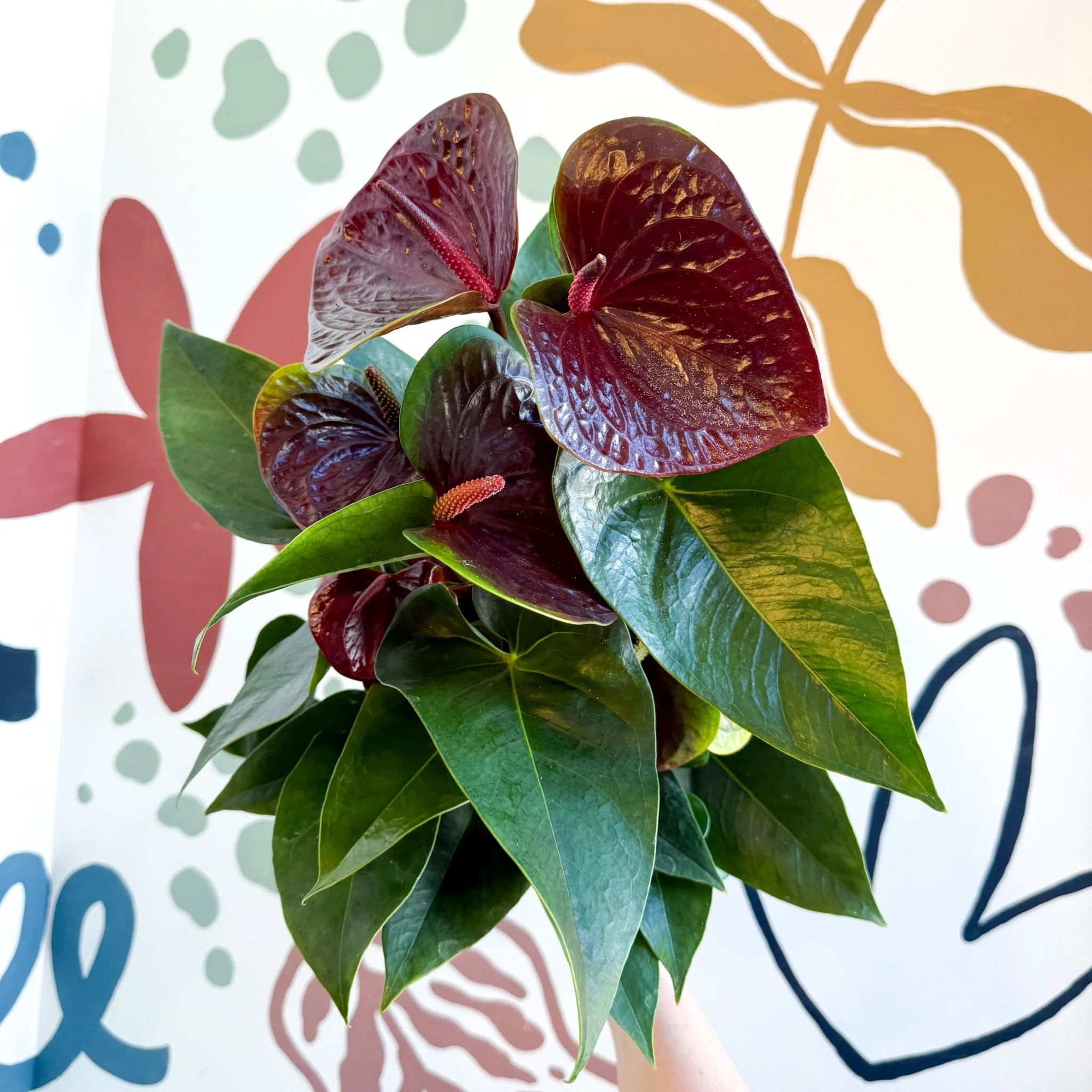 Anthurium andraeanum 'Essencia' - Deep Burgundy Red Flamingo Flower - Image 2