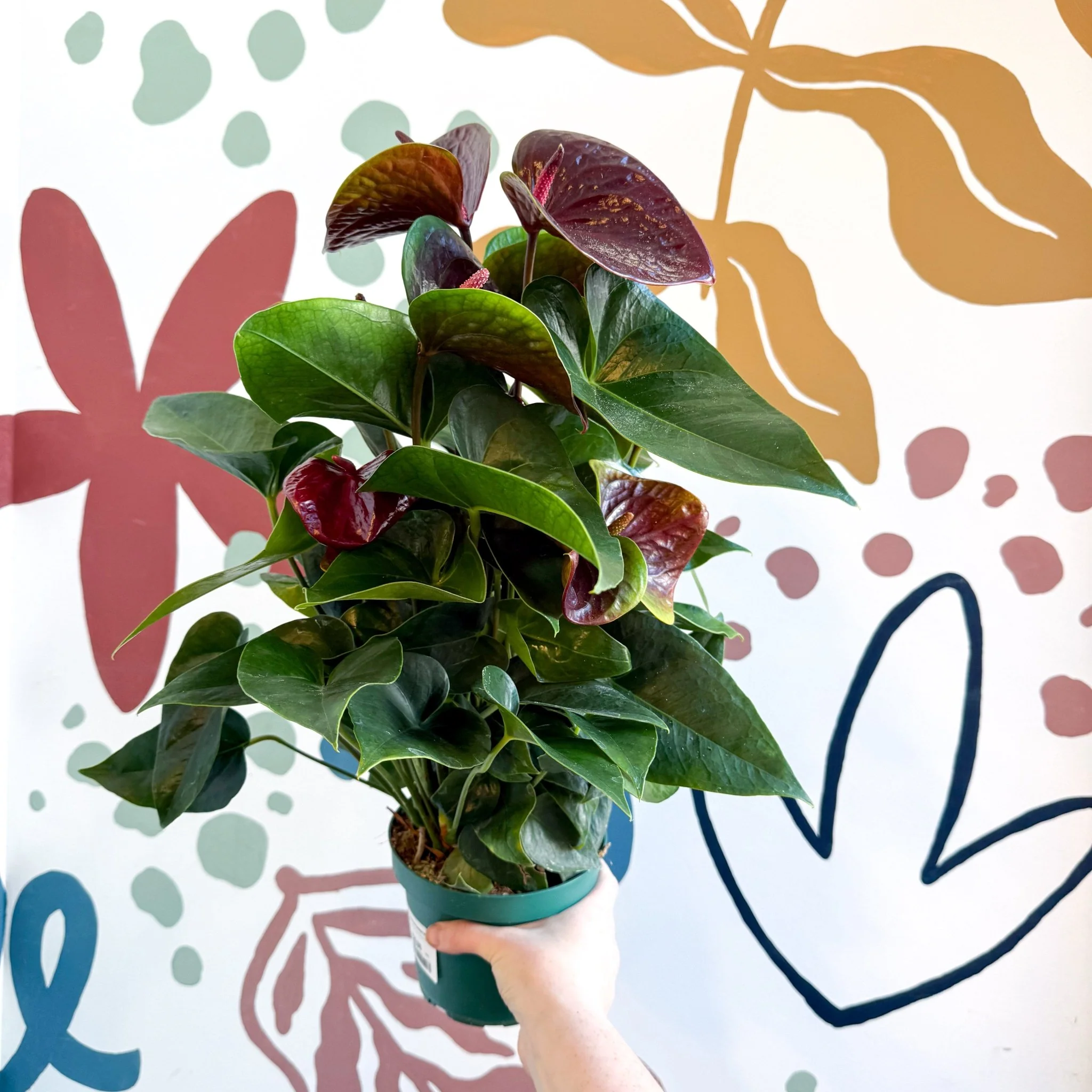 Anthurium andraeanum 'Essencia' - Deep Burgundy Red Flamingo Flower - Image 3