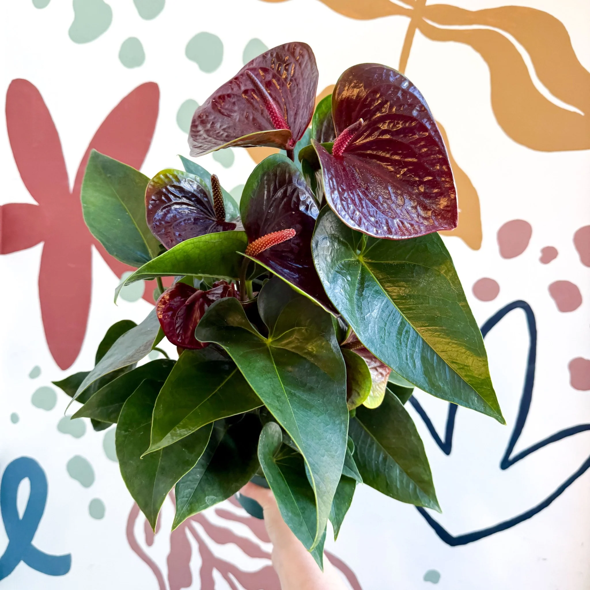 Anthurium andraeanum 'Essencia' - Deep Burgundy Red Flamingo Flower - Image 5