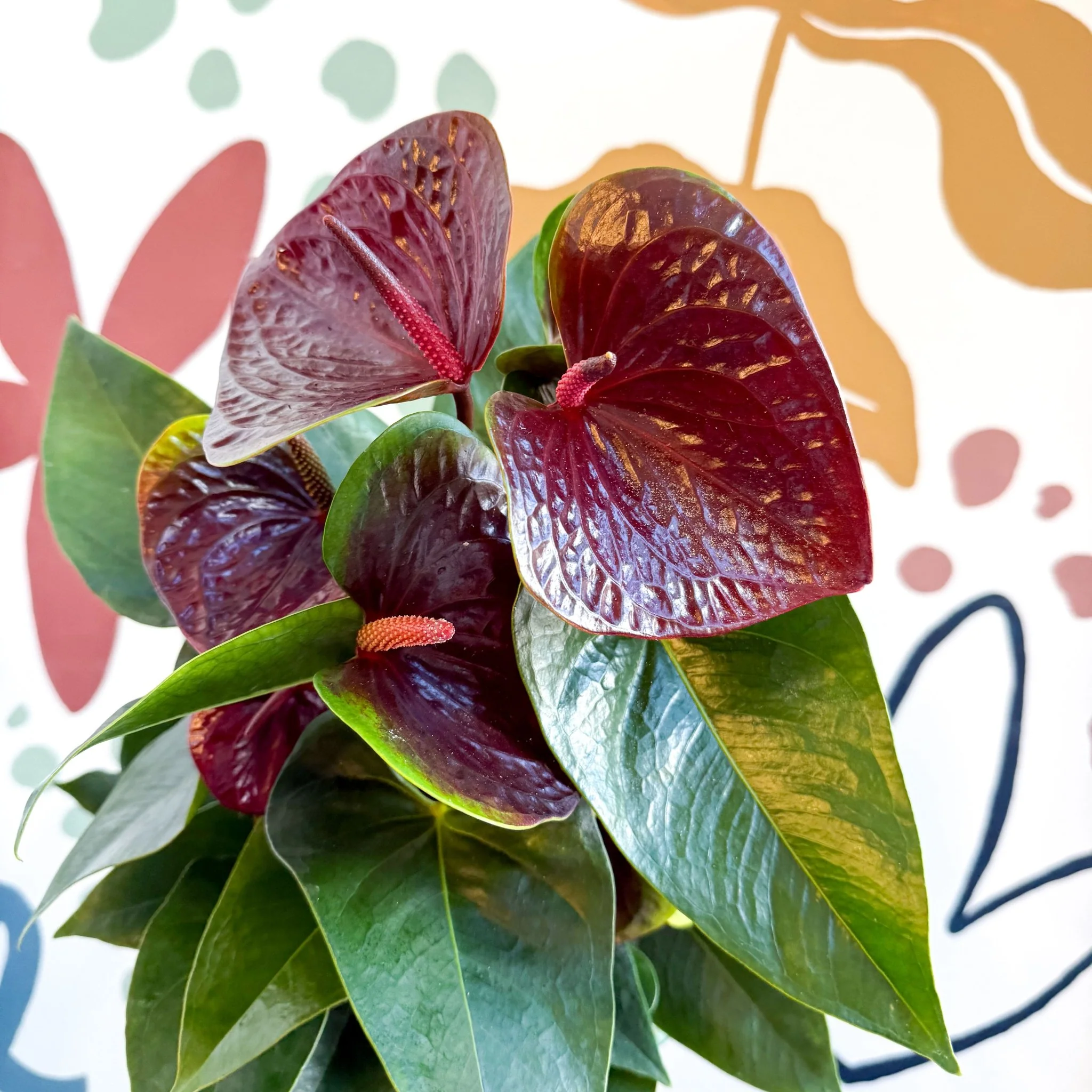 Anthurium andraeanum 'Essencia' - Deep Burgundy Red Flamingo Flower - Image 6