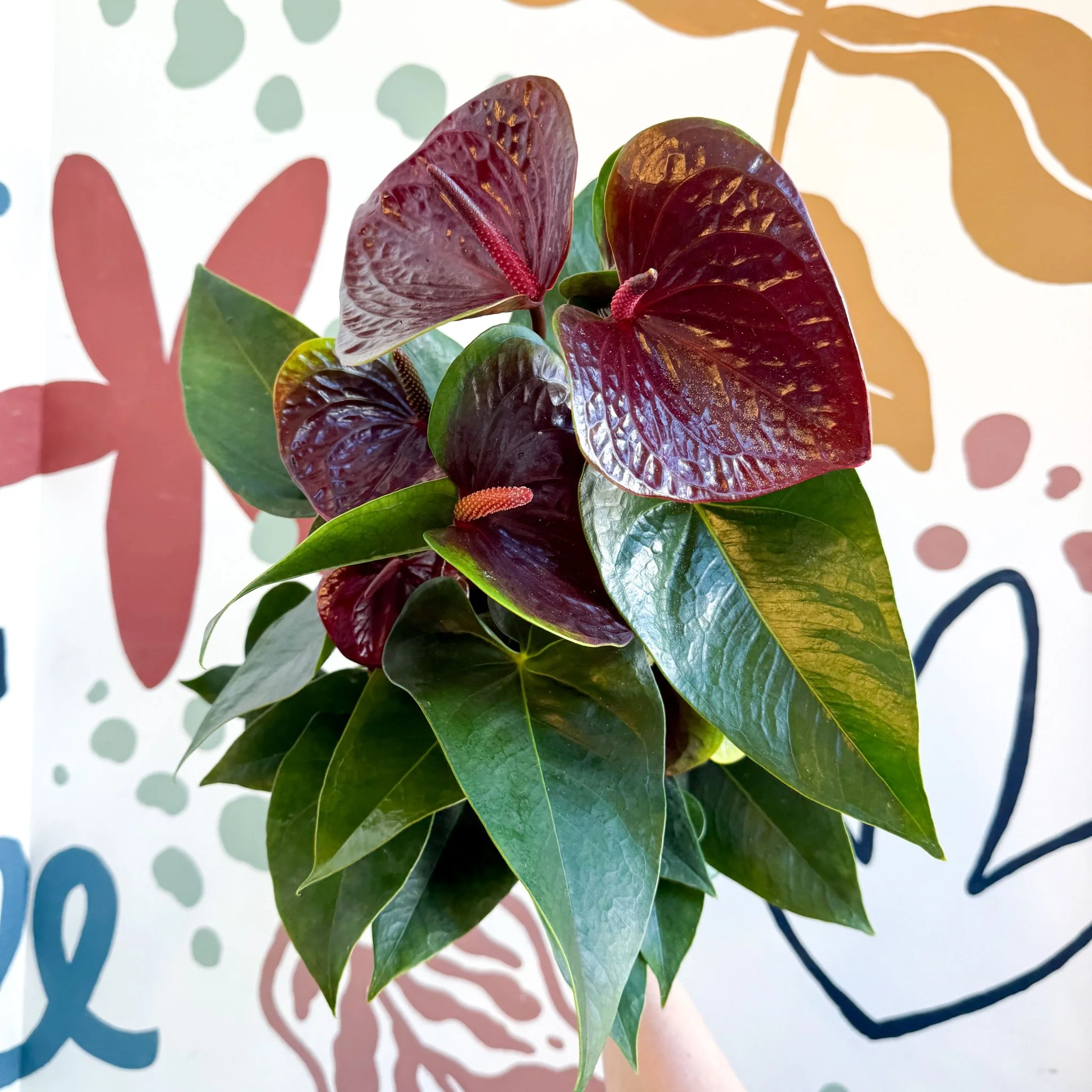 Anthurium andraeanum 'Essencia' - Deep Burgundy Red Flamingo Flower - Image 7