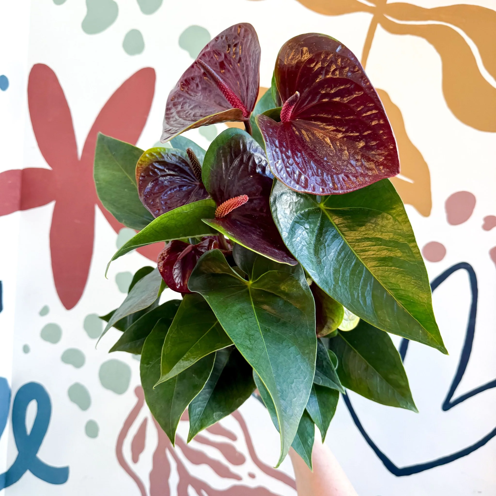 Anthurium andraeanum 'Essencia' - Deep Burgundy Red Flamingo Flower - Image 8