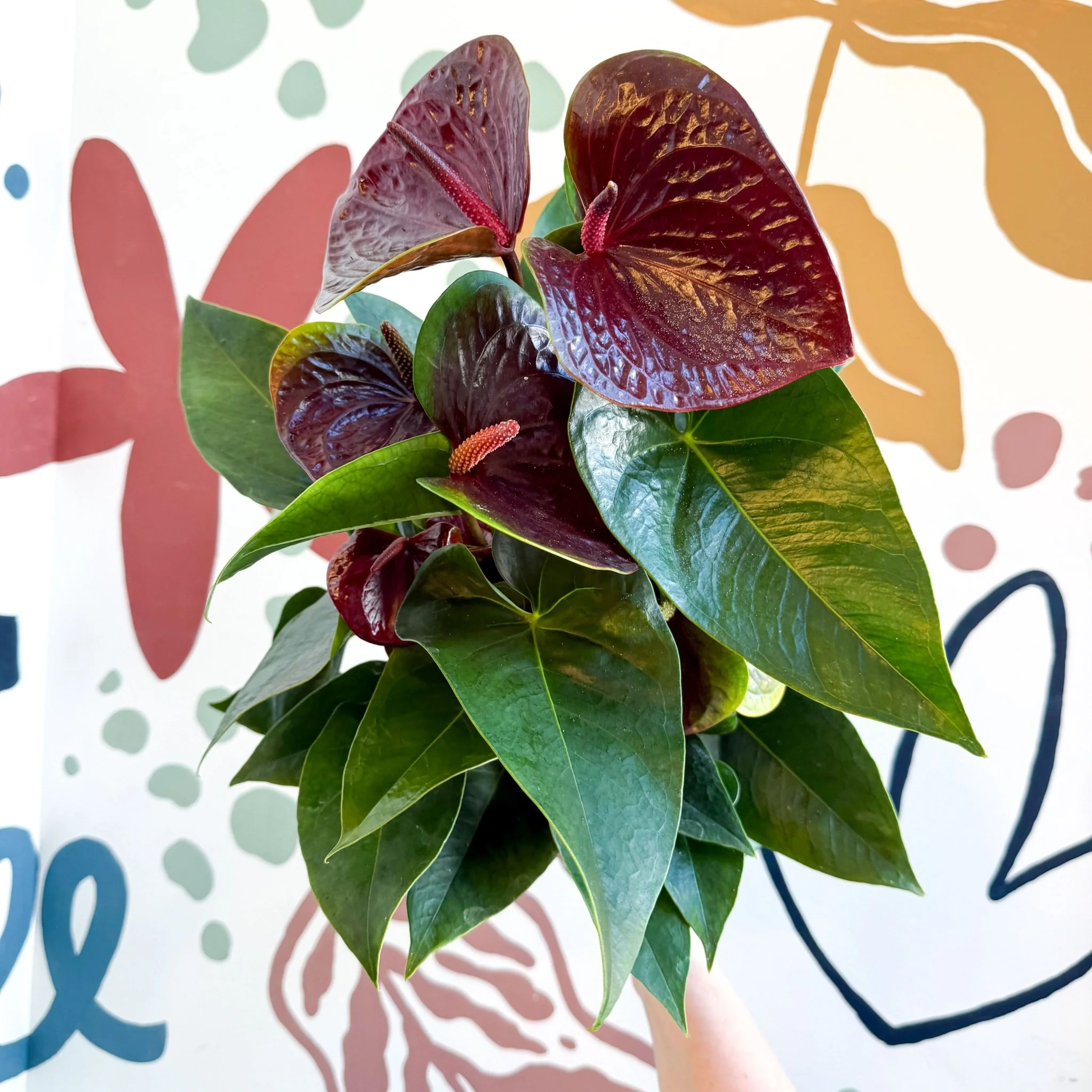 Anthurium andraeanum 'Essencia' - Deep Burgundy Red Flamingo Flower - Image 9