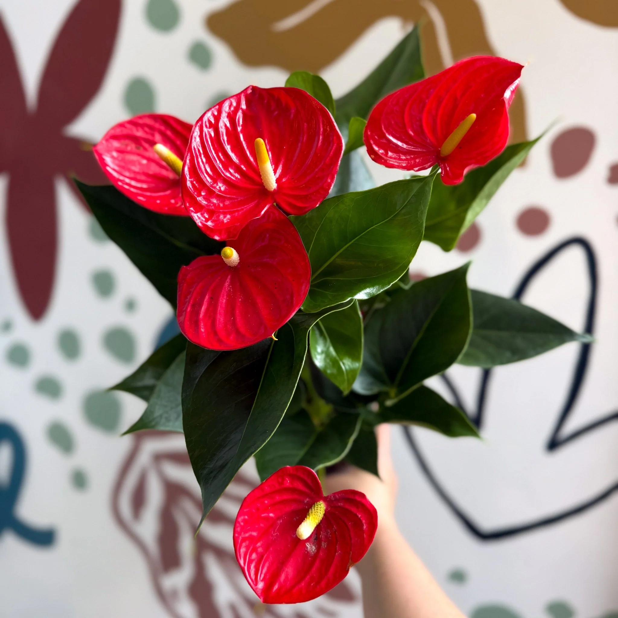 Anthurium andraeanum 'Esudo' - Red Flamingo Flower