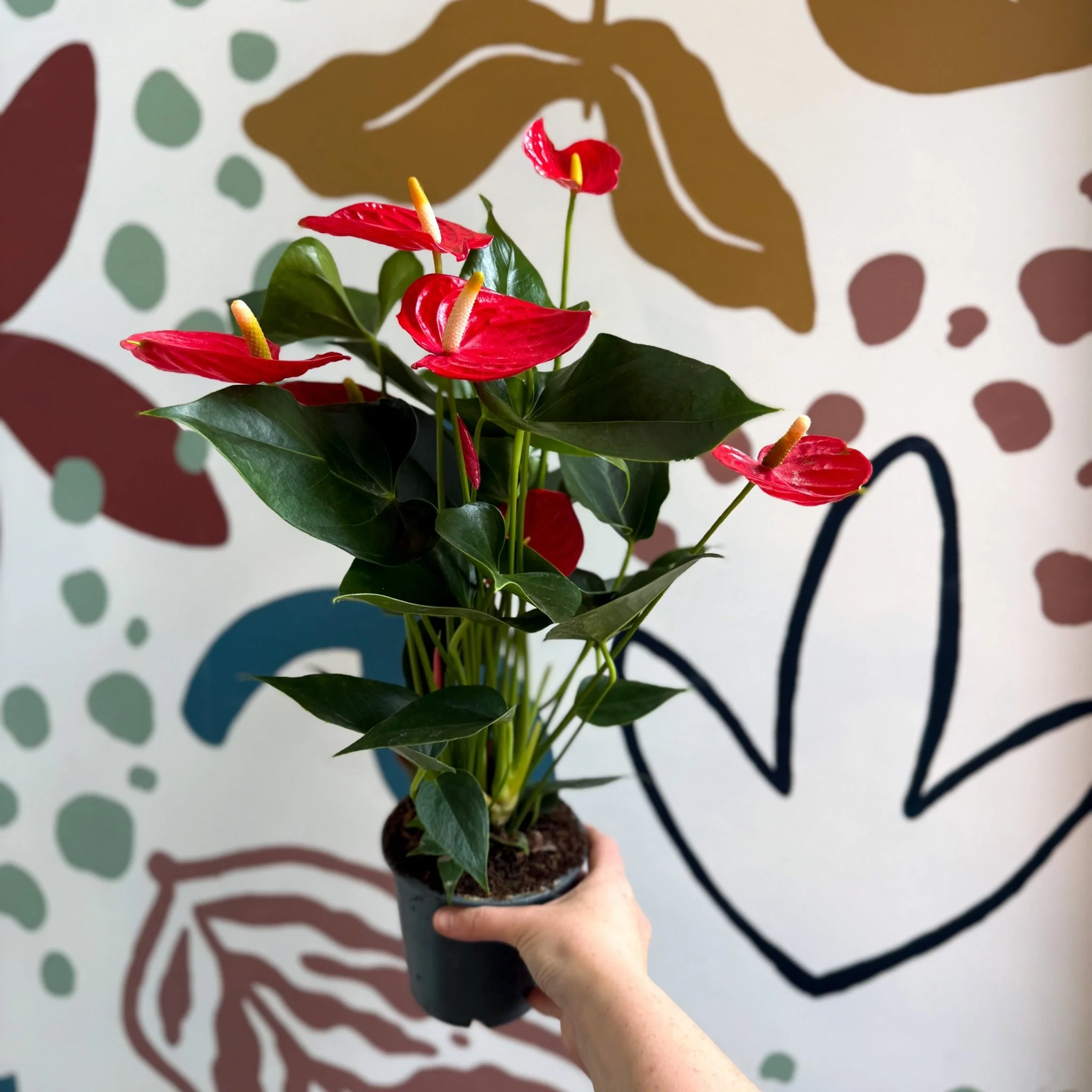 Anthurium andraeanum 'Esudo' - Red Flamingo Flower - Image 10