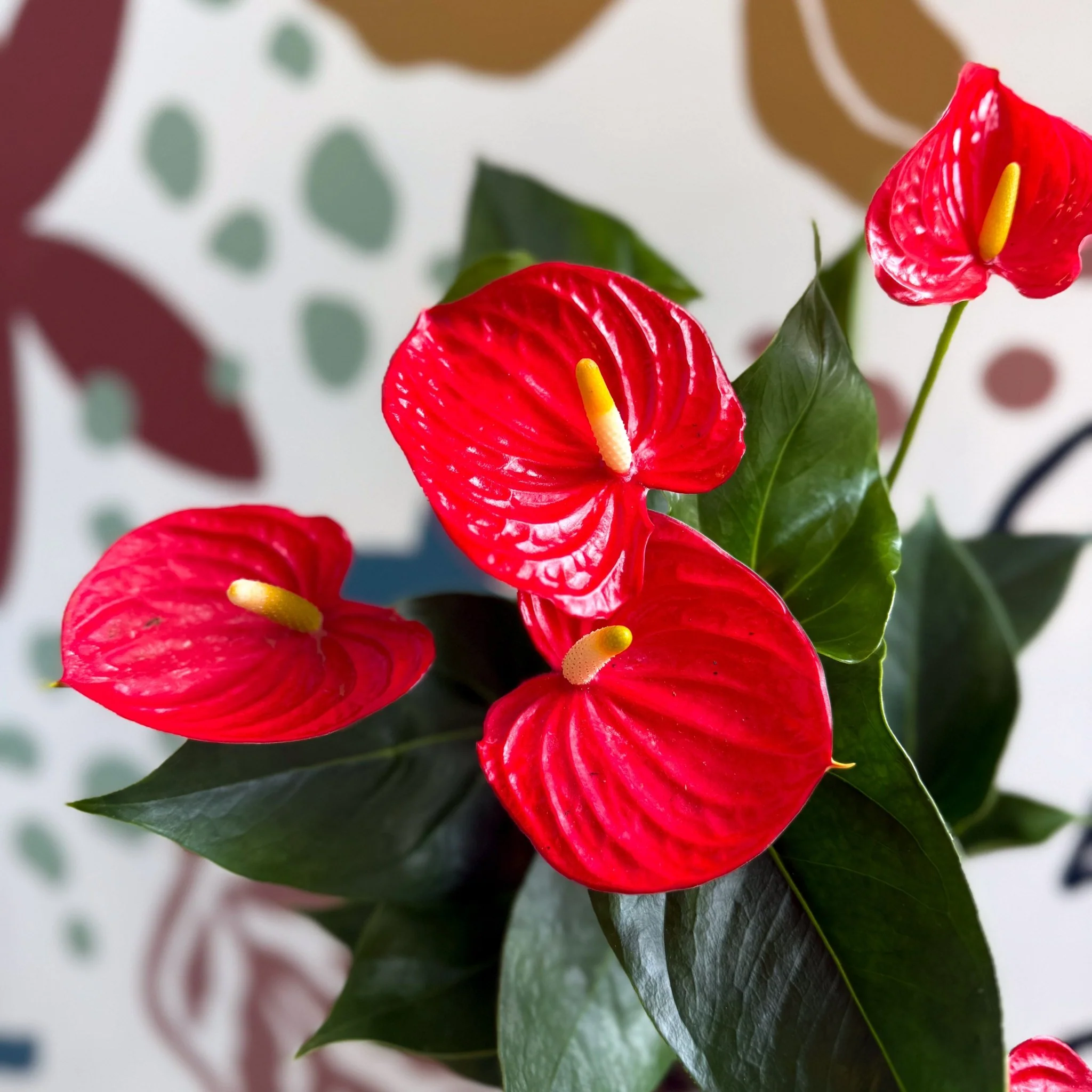 Anthurium andraeanum 'Esudo' - Red Flamingo Flower - Image 11