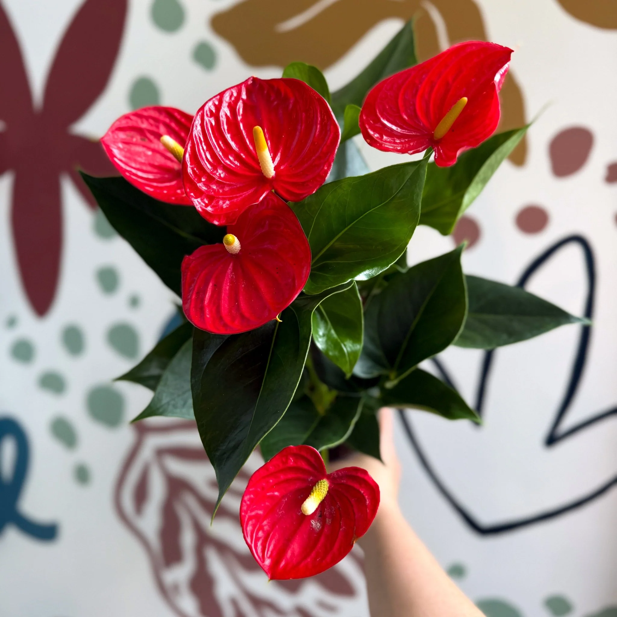 Anthurium andraeanum 'Esudo' - Red Flamingo Flower - Image 2