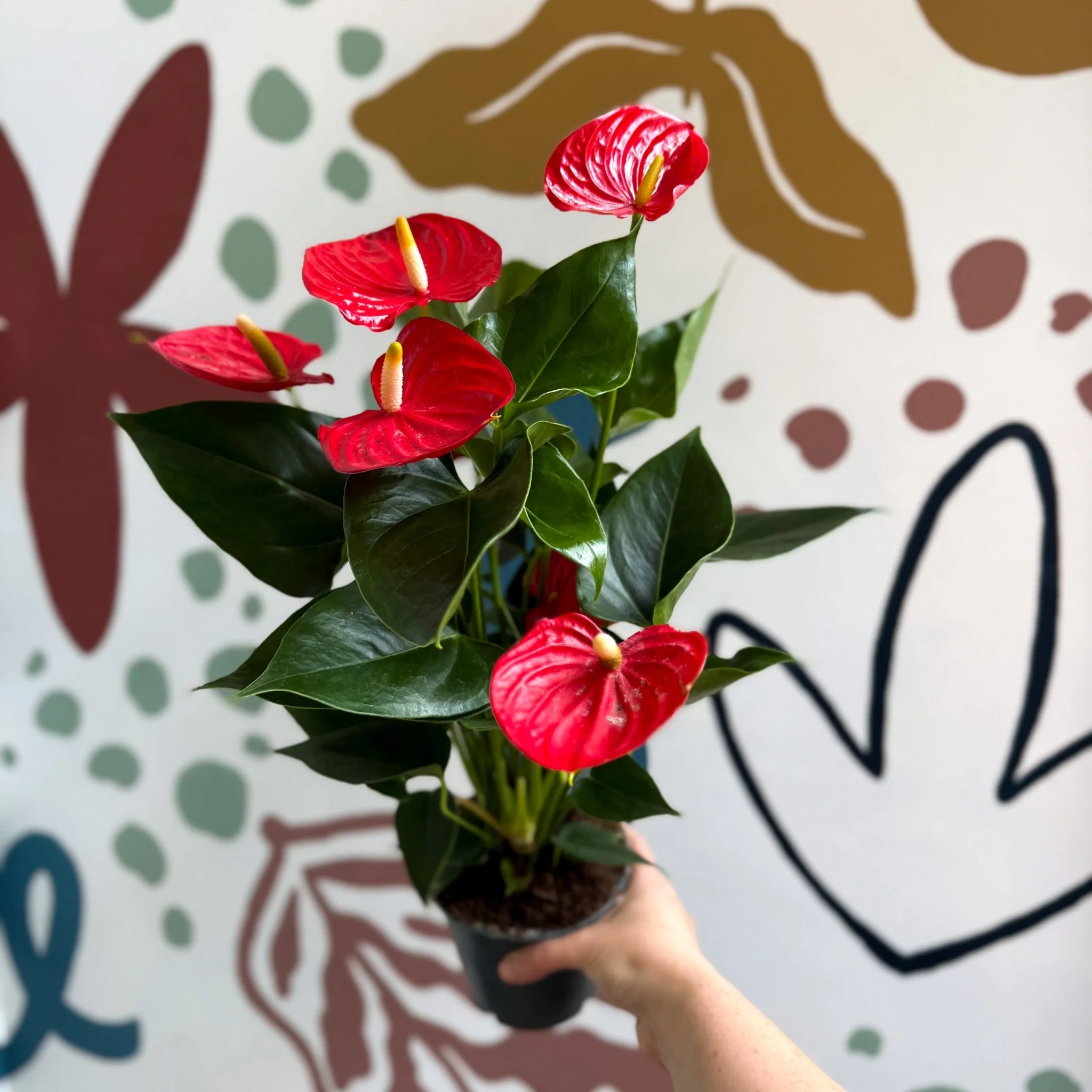 Anthurium andraeanum 'Esudo' - Red Flamingo Flower - Image 3