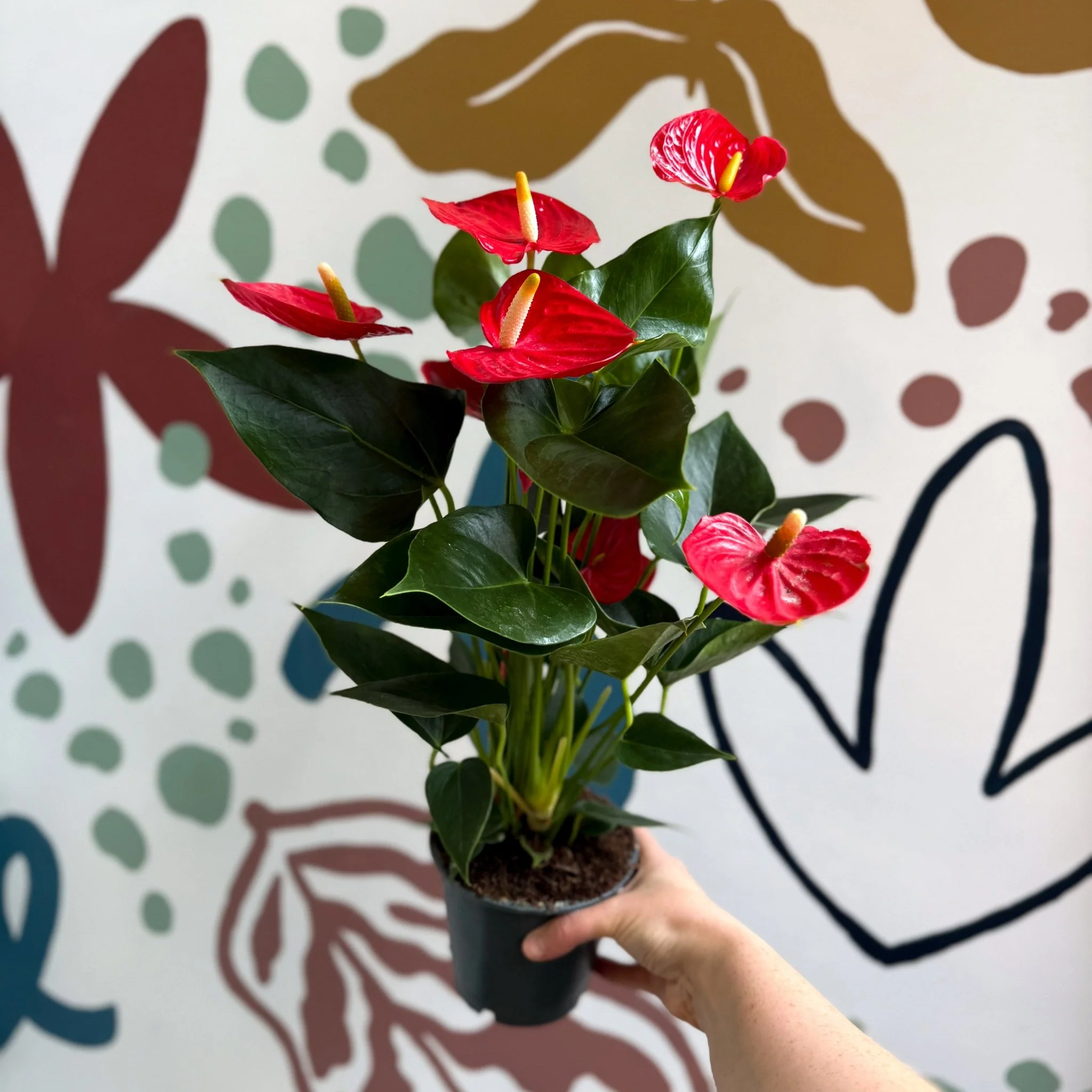 Anthurium andraeanum 'Esudo' - Red Flamingo Flower - Image 4