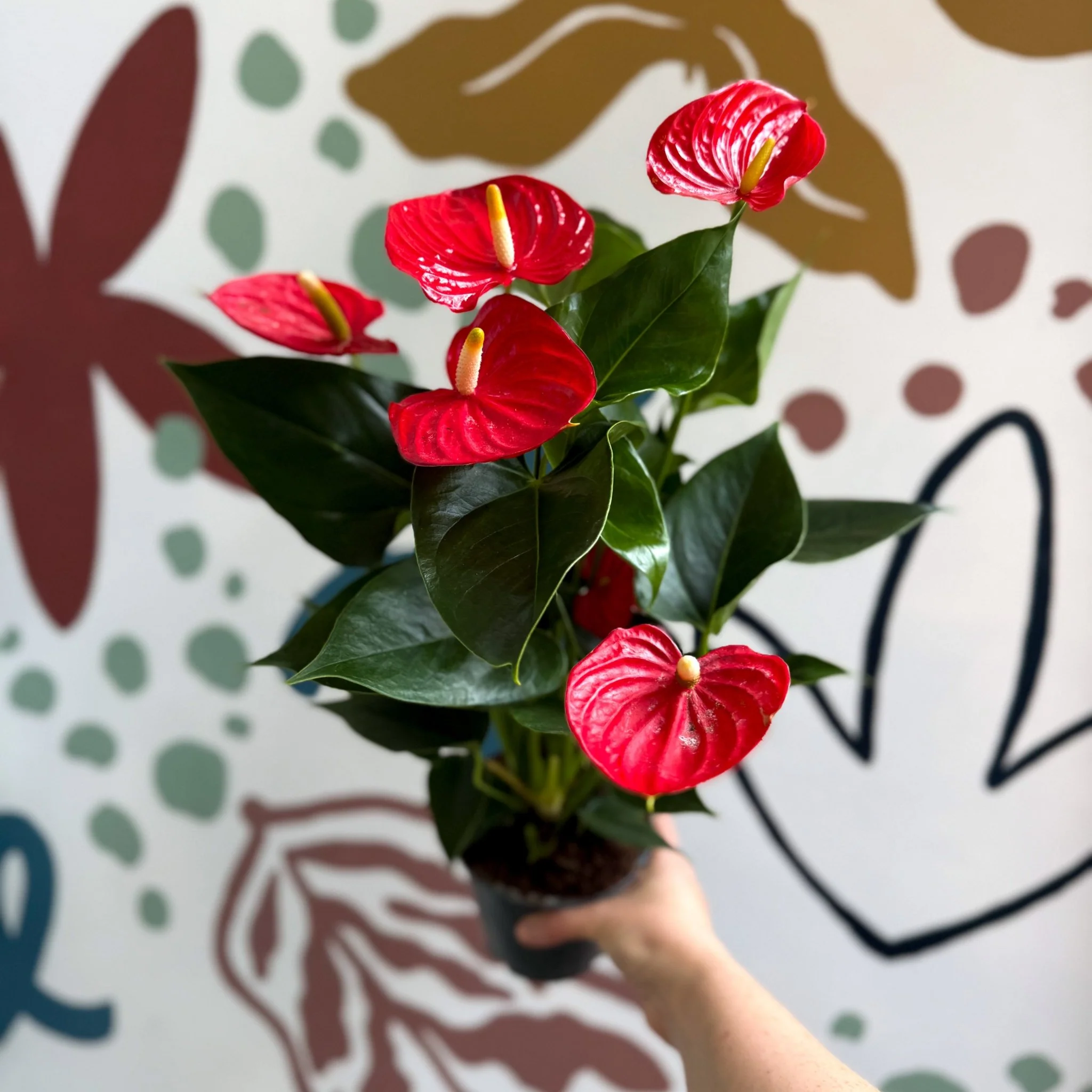 Anthurium andraeanum 'Esudo' - Red Flamingo Flower - Image 5