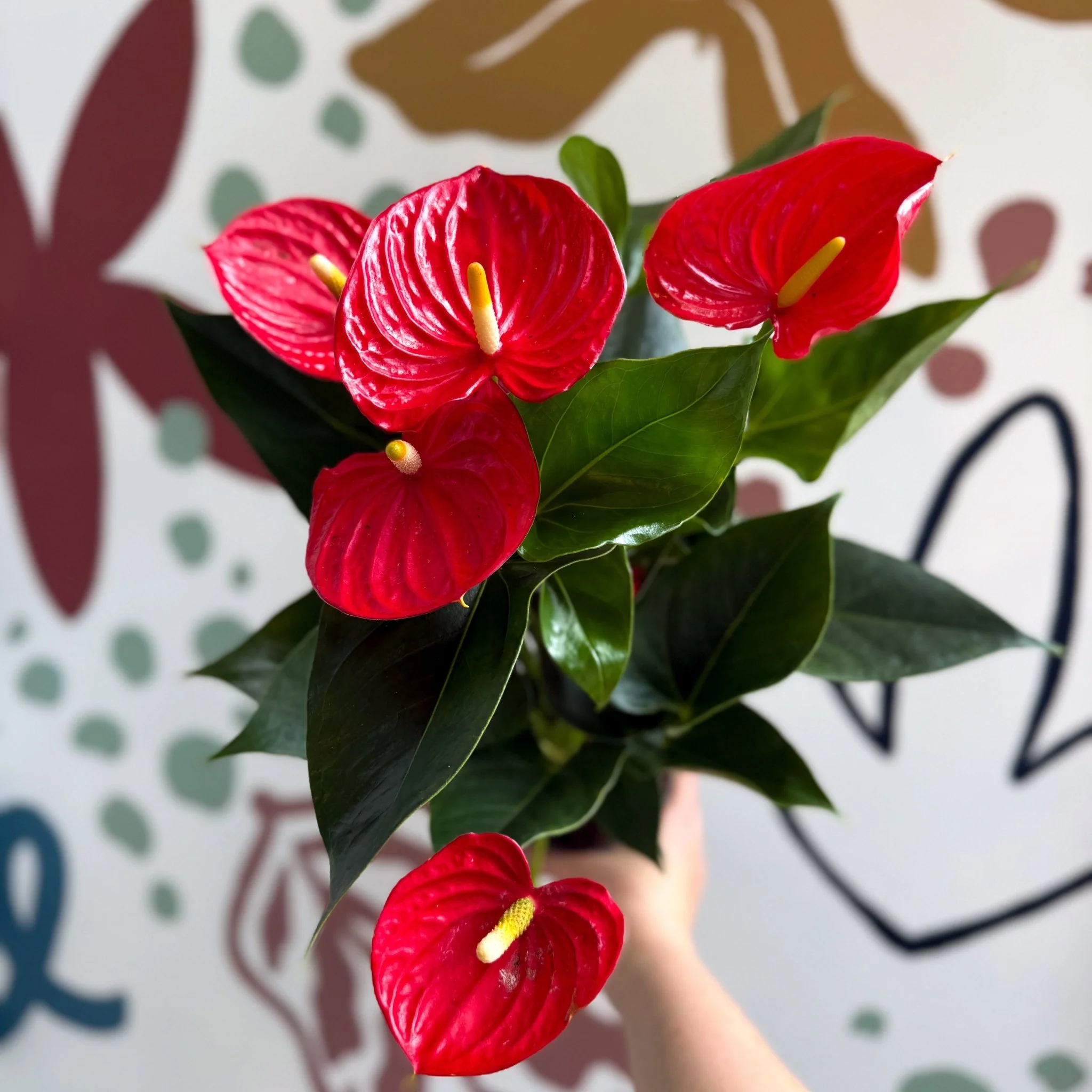 Anthurium andraeanum 'Esudo' - Red Flamingo Flower - Image 6