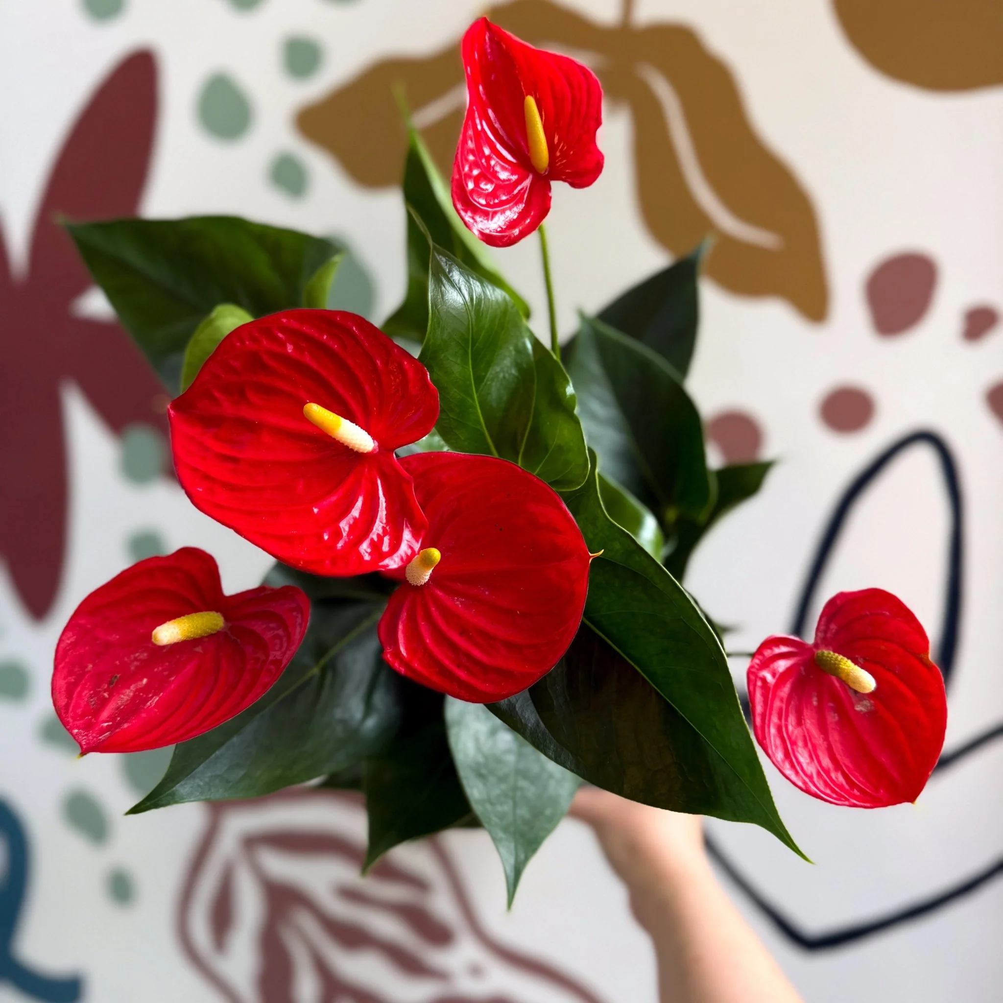 Anthurium andraeanum 'Esudo' - Red Flamingo Flower - Image 7