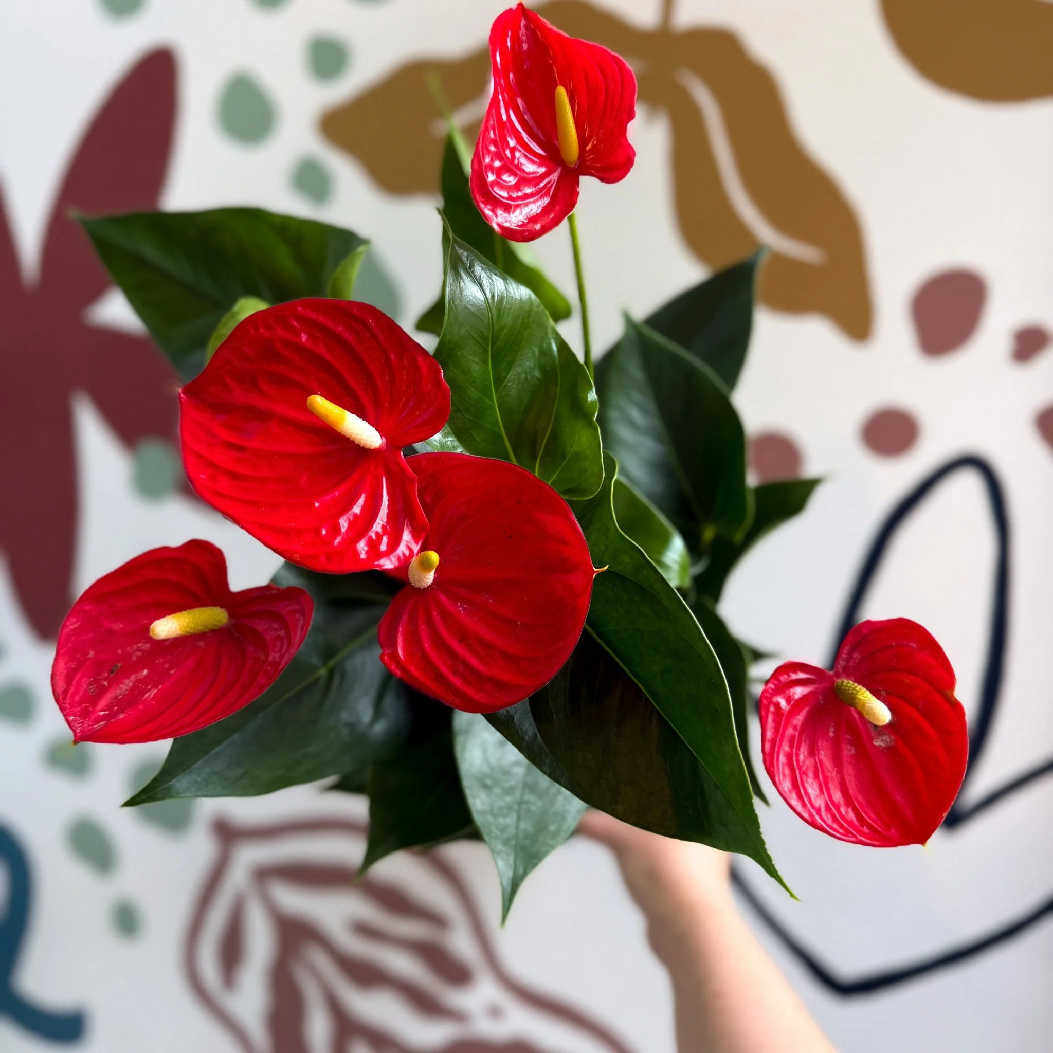 Anthurium andraeanum 'Esudo' - Red Flamingo Flower - Image 8