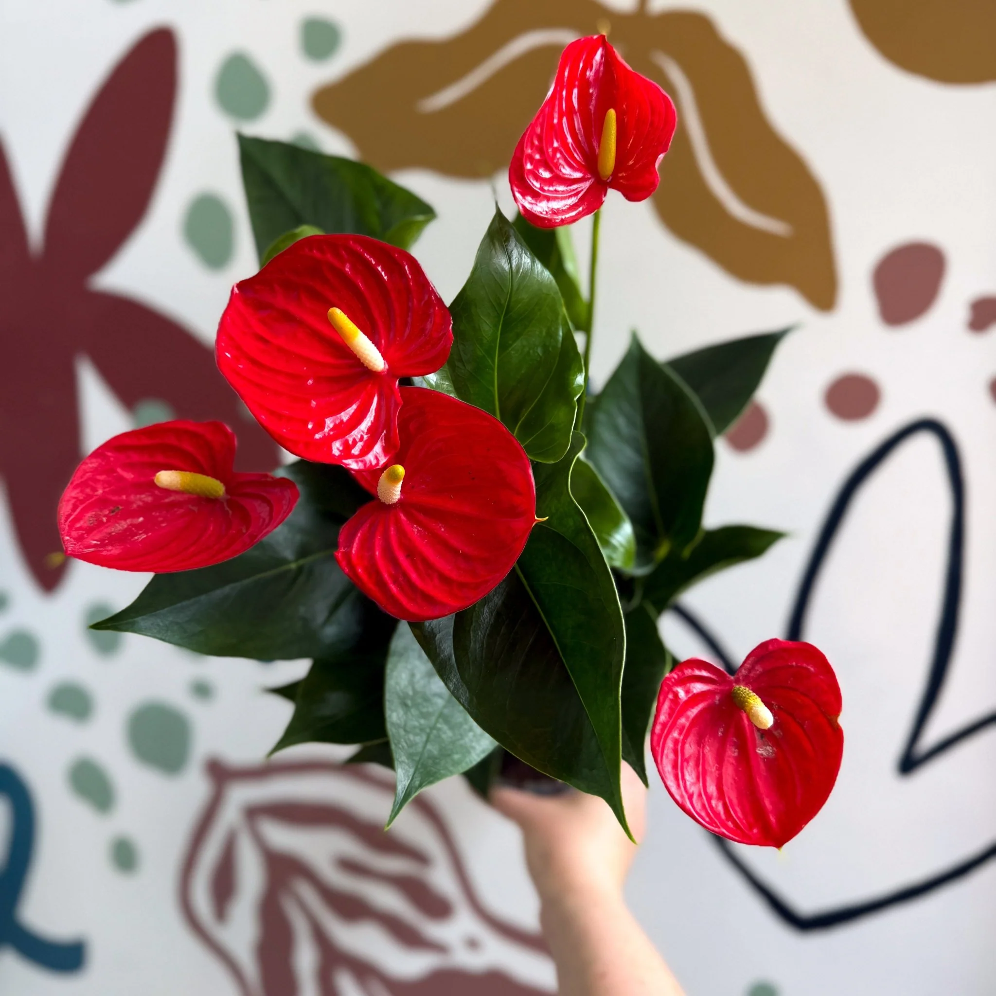 Anthurium andraeanum 'Esudo' - Red Flamingo Flower - Image 9
