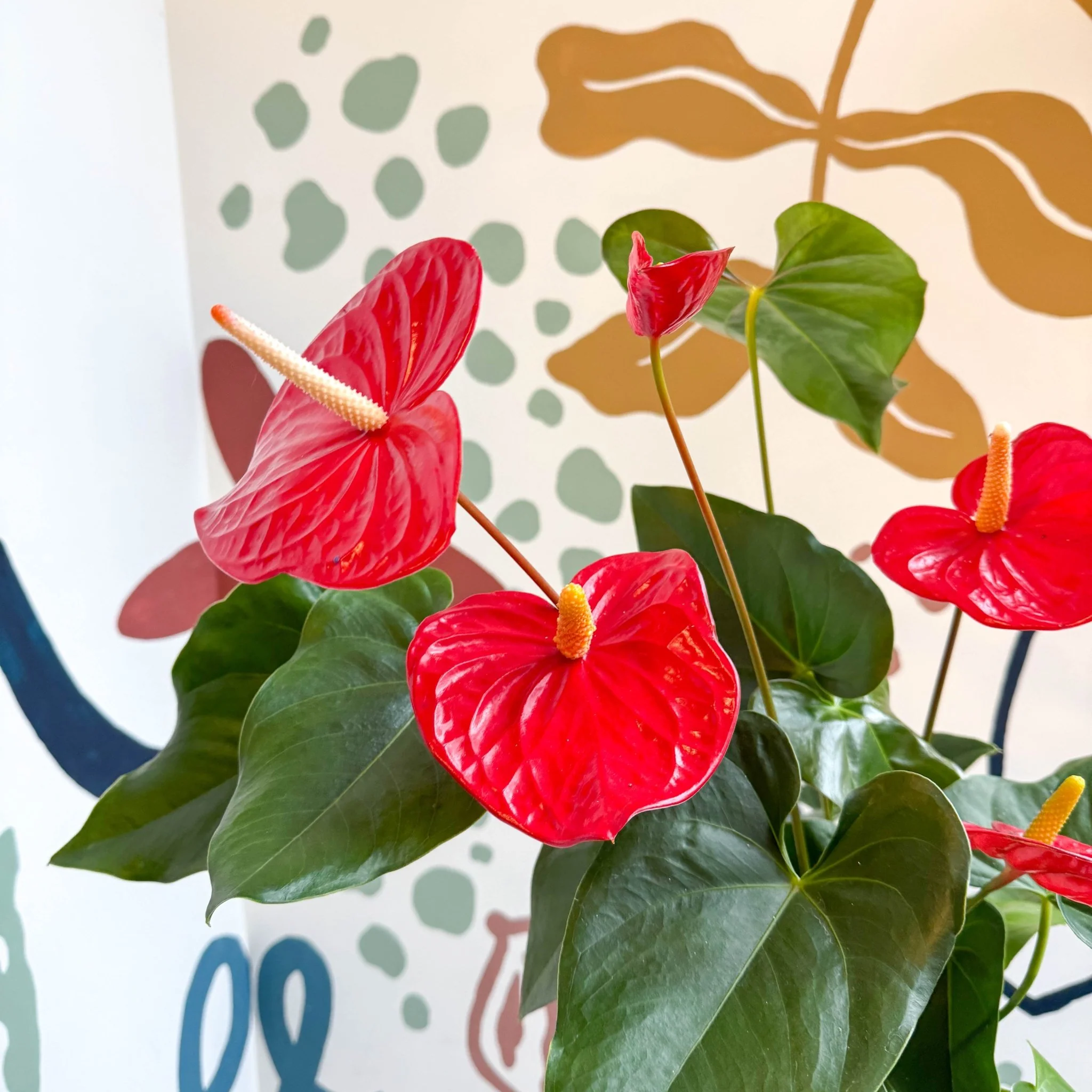 Anthurium andraeanum 'Idaho' - Red Flamingo Flower