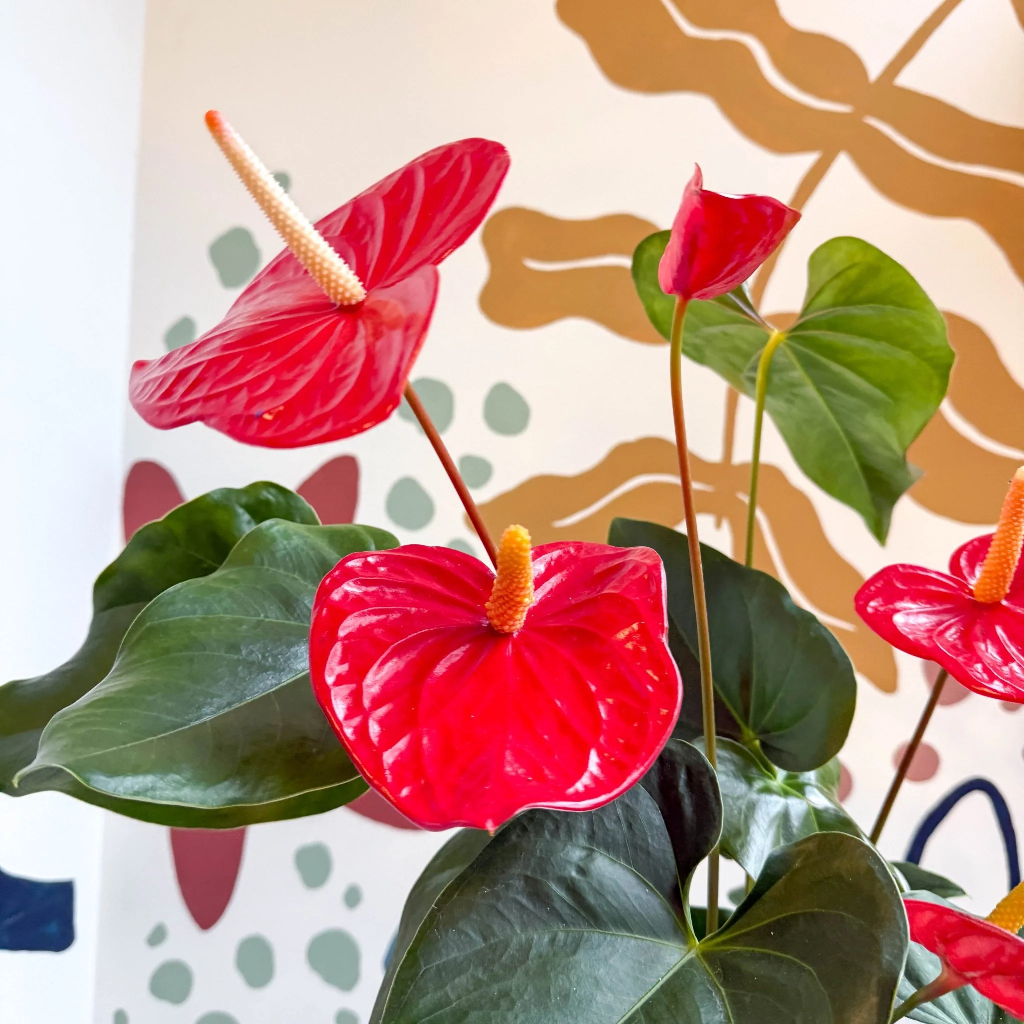 Anthurium andraeanum 'Idaho' - Red Flamingo Flower - Image 10