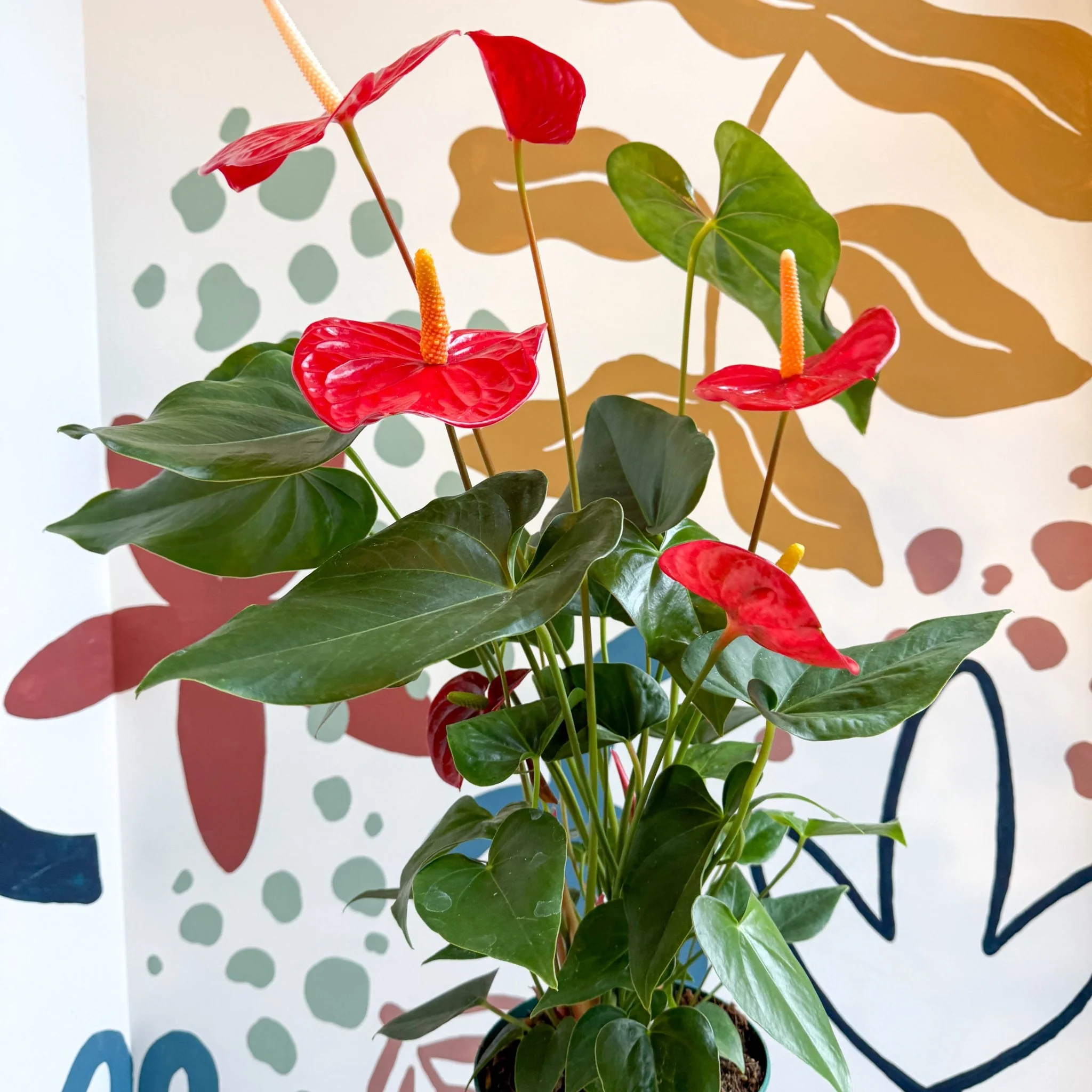 Anthurium andraeanum 'Idaho' - Red Flamingo Flower - Image 11