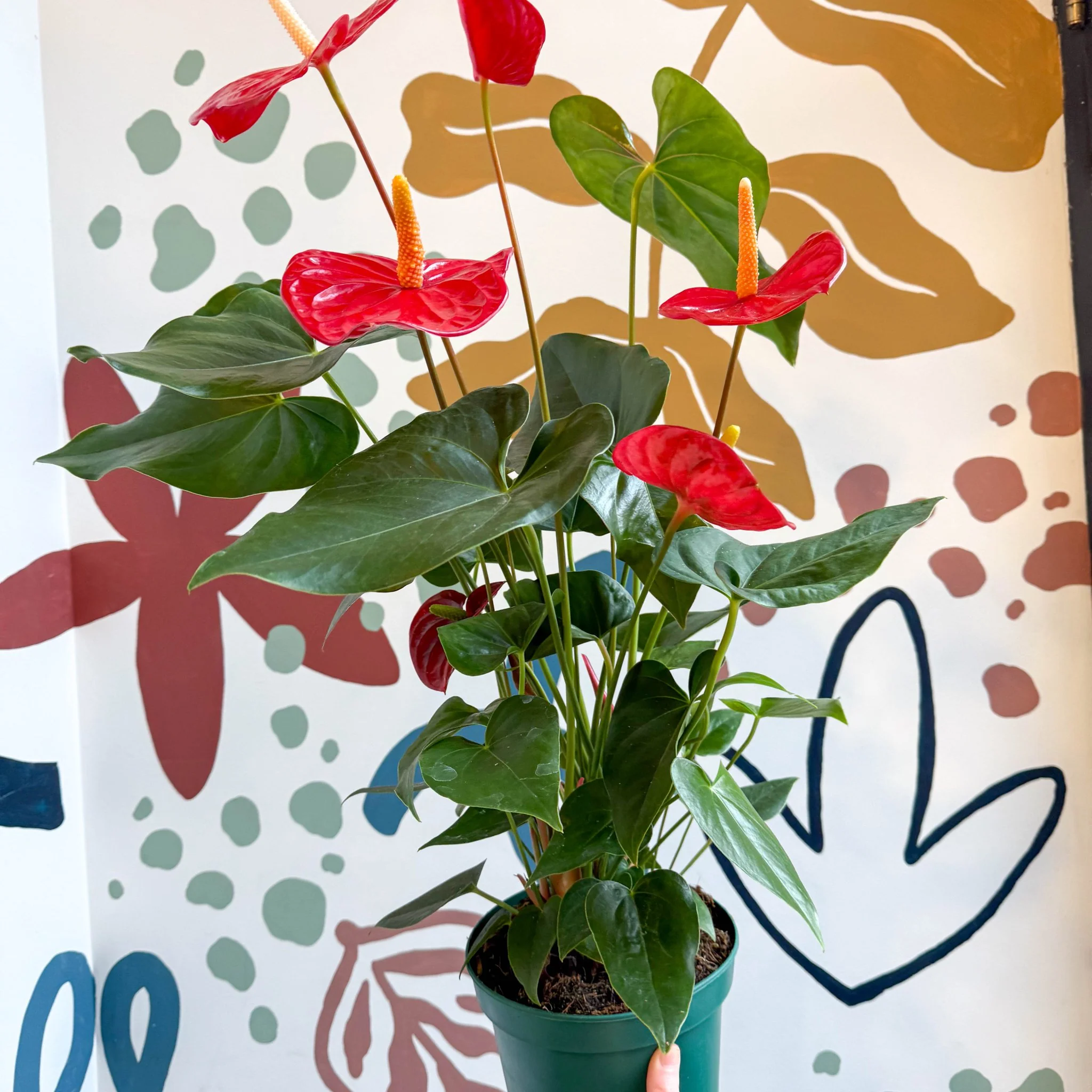 Anthurium andraeanum 'Idaho' - Red Flamingo Flower - Image 12