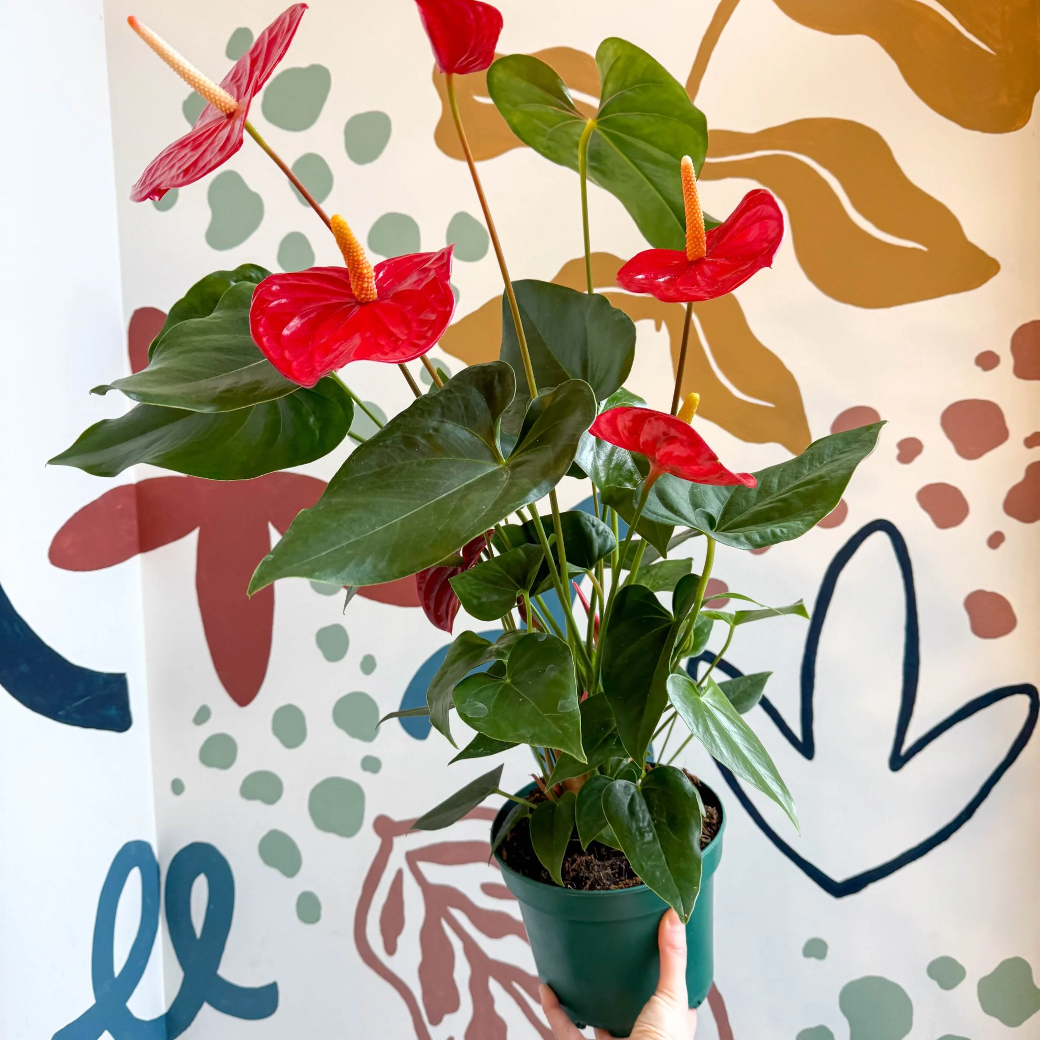 Anthurium andraeanum 'Idaho' - Red Flamingo Flower - Image 13