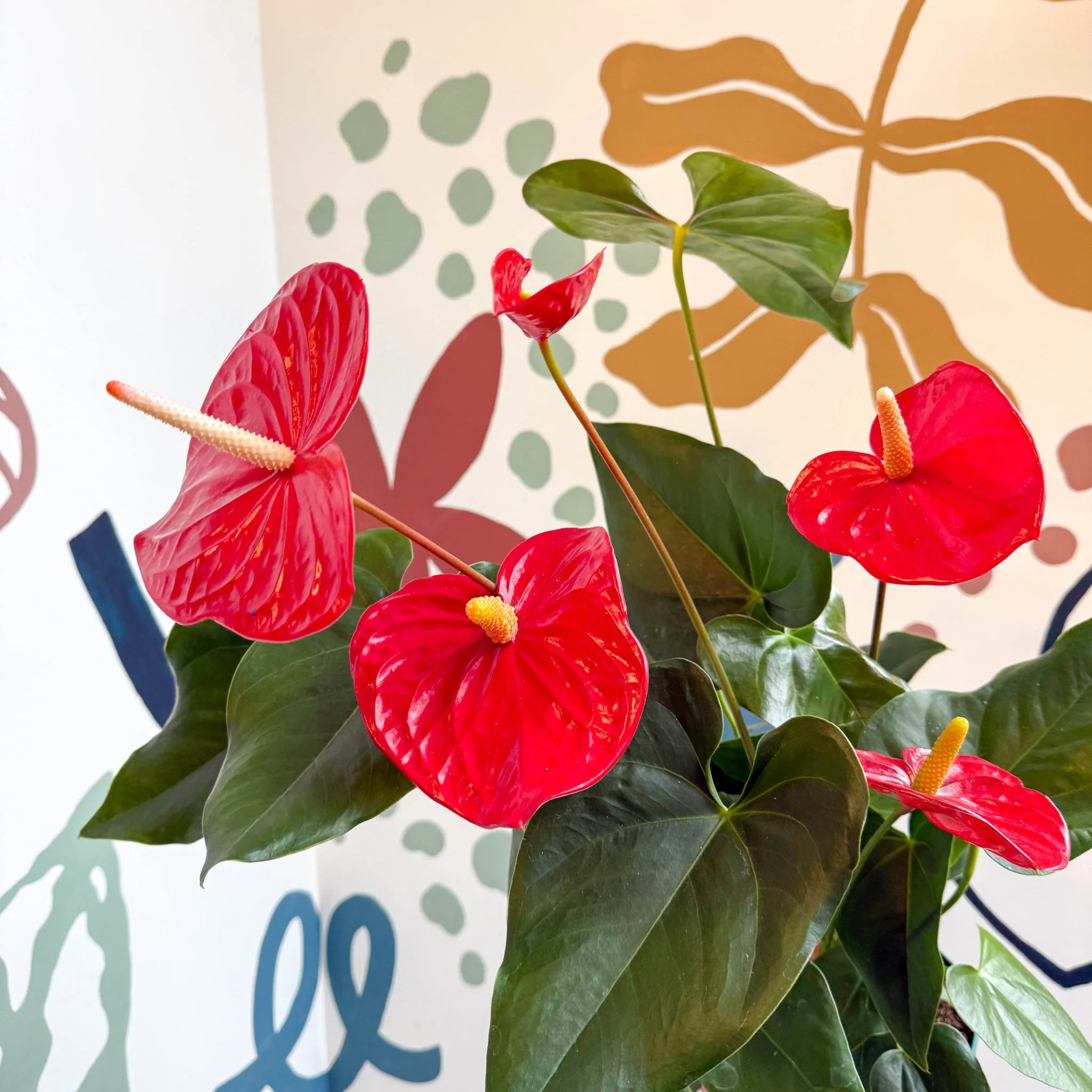 Anthurium andraeanum 'Idaho' - Red Flamingo Flower - Image 14