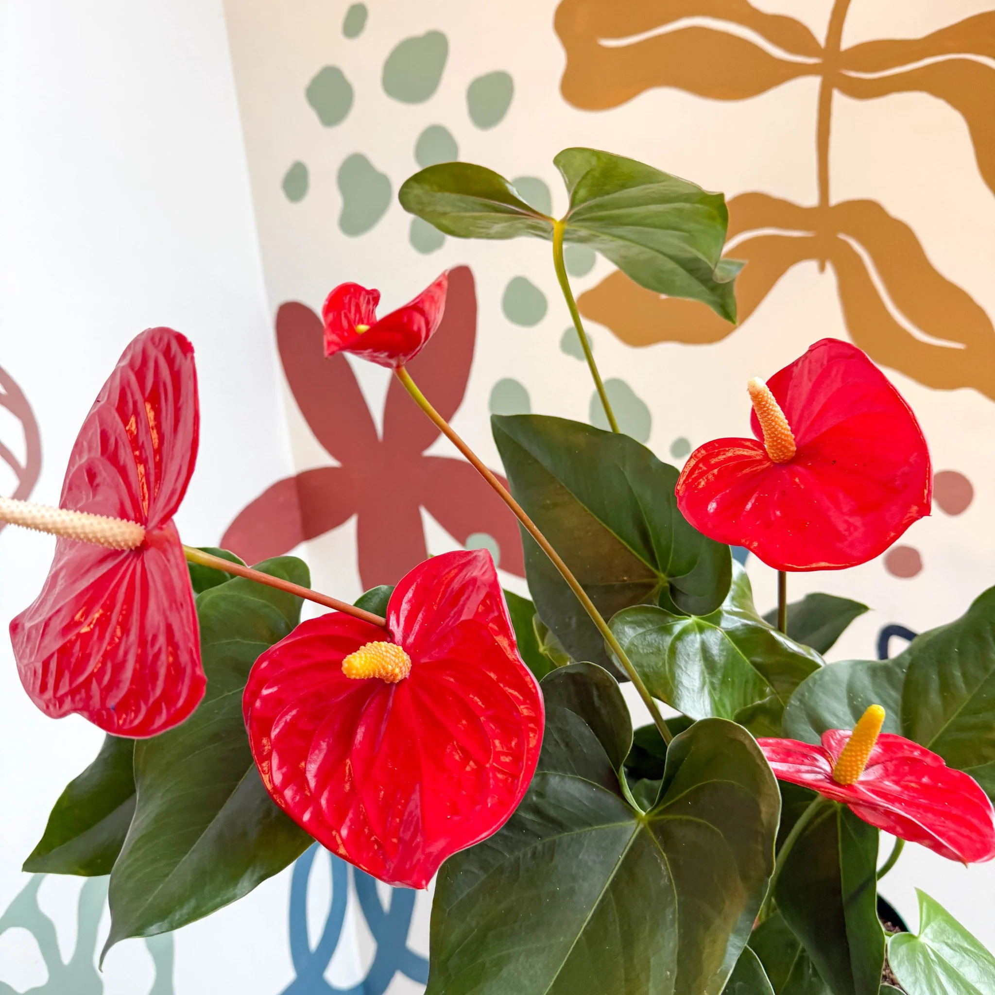 Anthurium andraeanum 'Idaho' - Red Flamingo Flower - Image 15