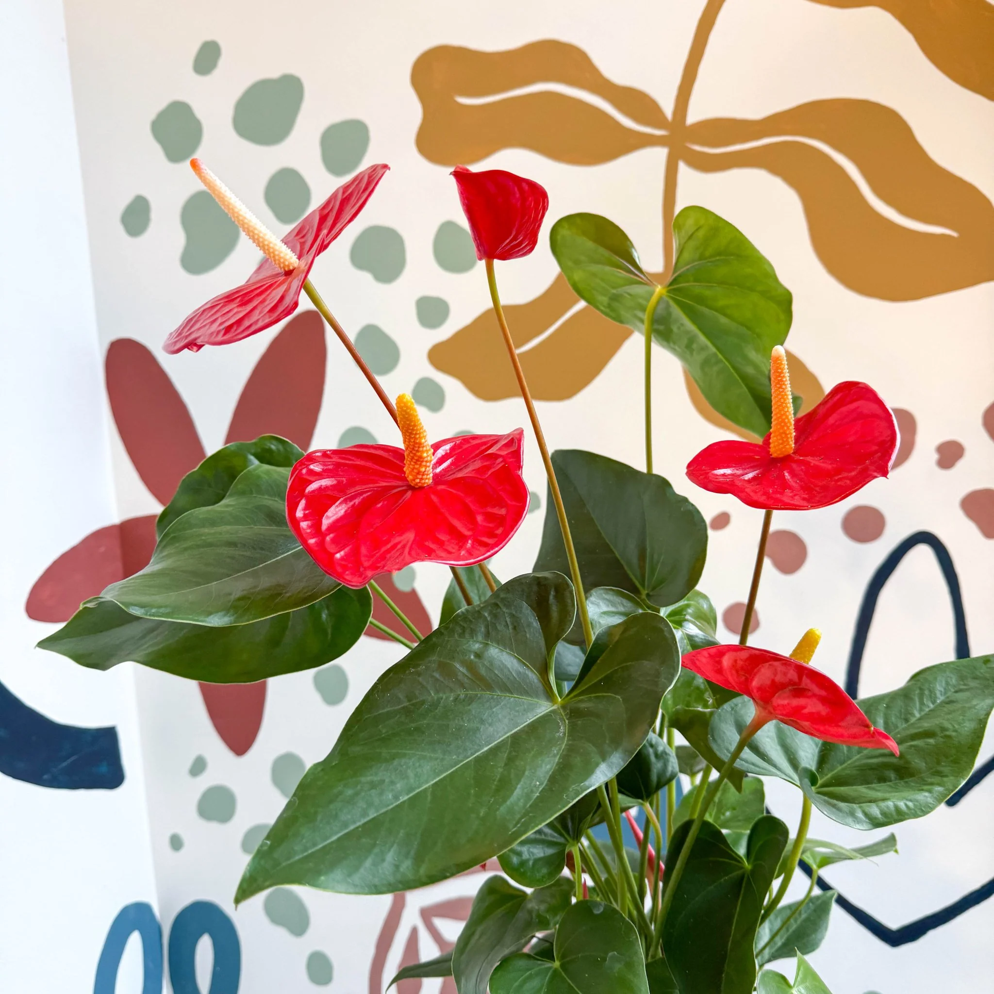 Anthurium andraeanum 'Idaho' - Red Flamingo Flower - Image 16