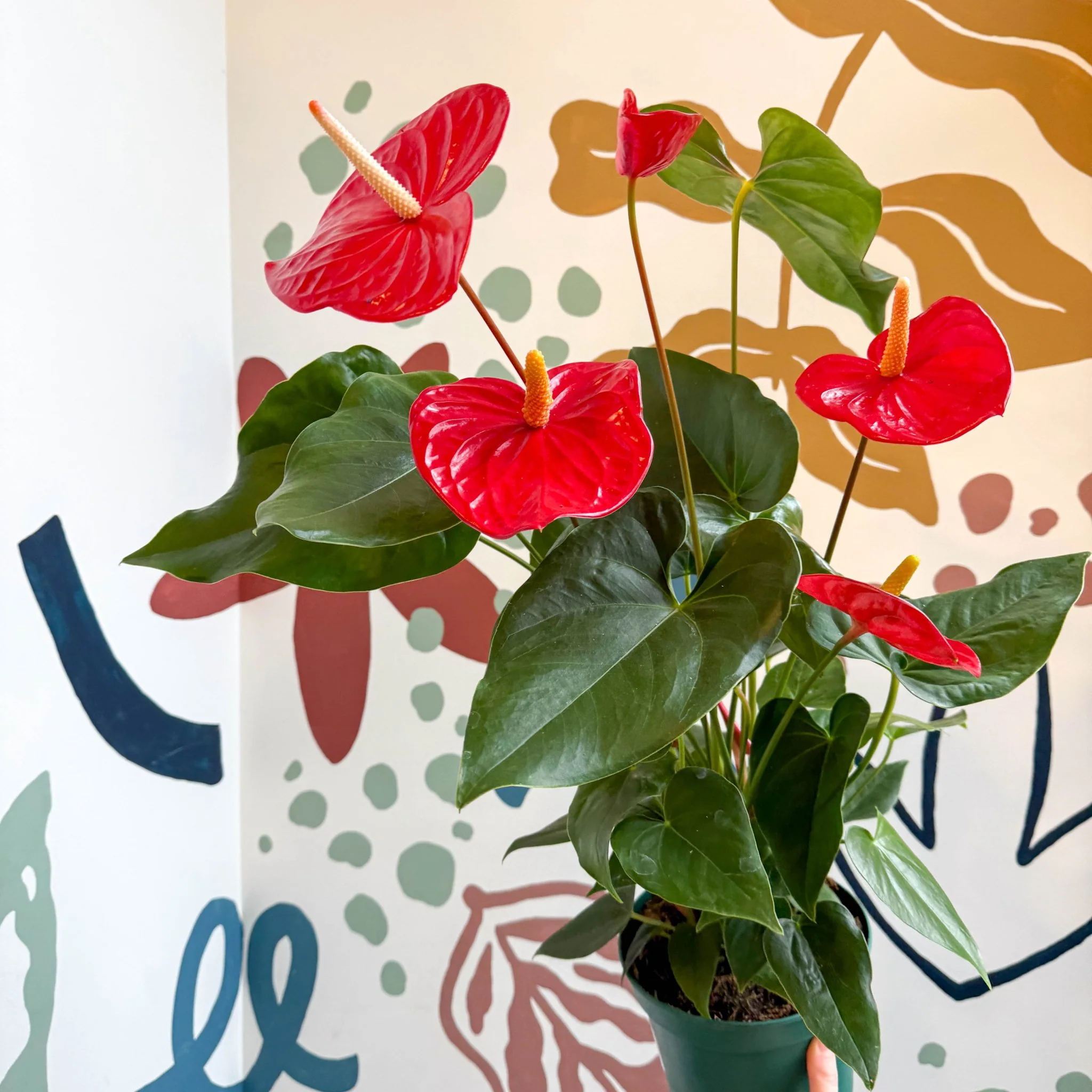 Anthurium andraeanum 'Idaho' - Red Flamingo Flower - Image 2