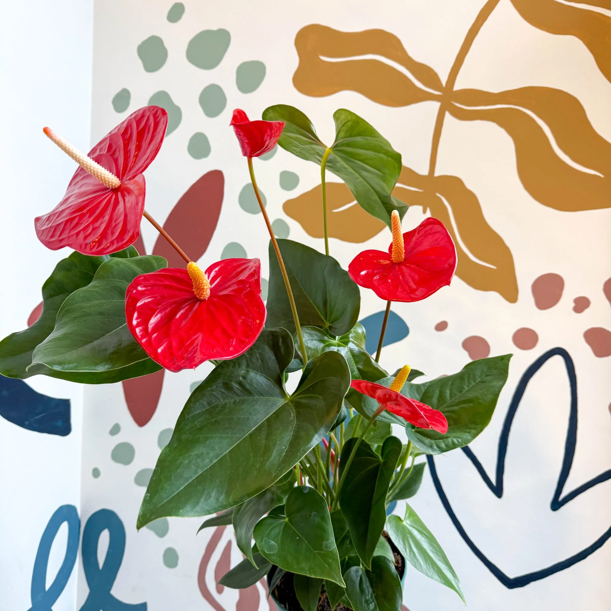 Anthurium andraeanum 'Idaho' - Red Flamingo Flower - Image 3