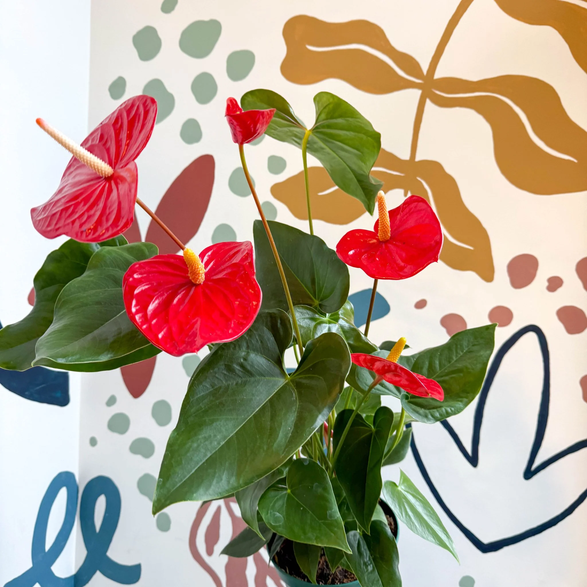Anthurium andraeanum 'Idaho' - Red Flamingo Flower - Image 4