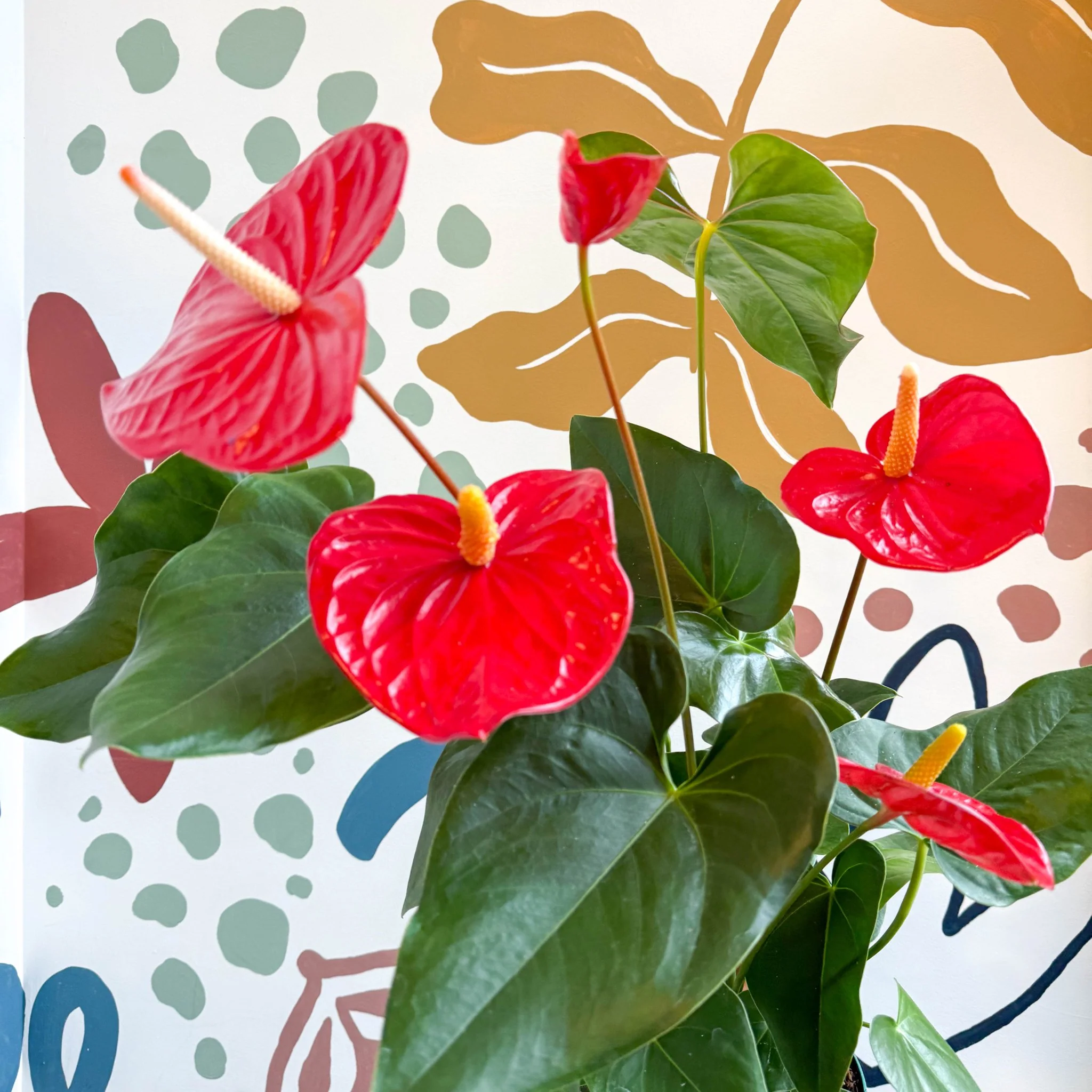 Anthurium andraeanum 'Idaho' - Red Flamingo Flower - Image 5