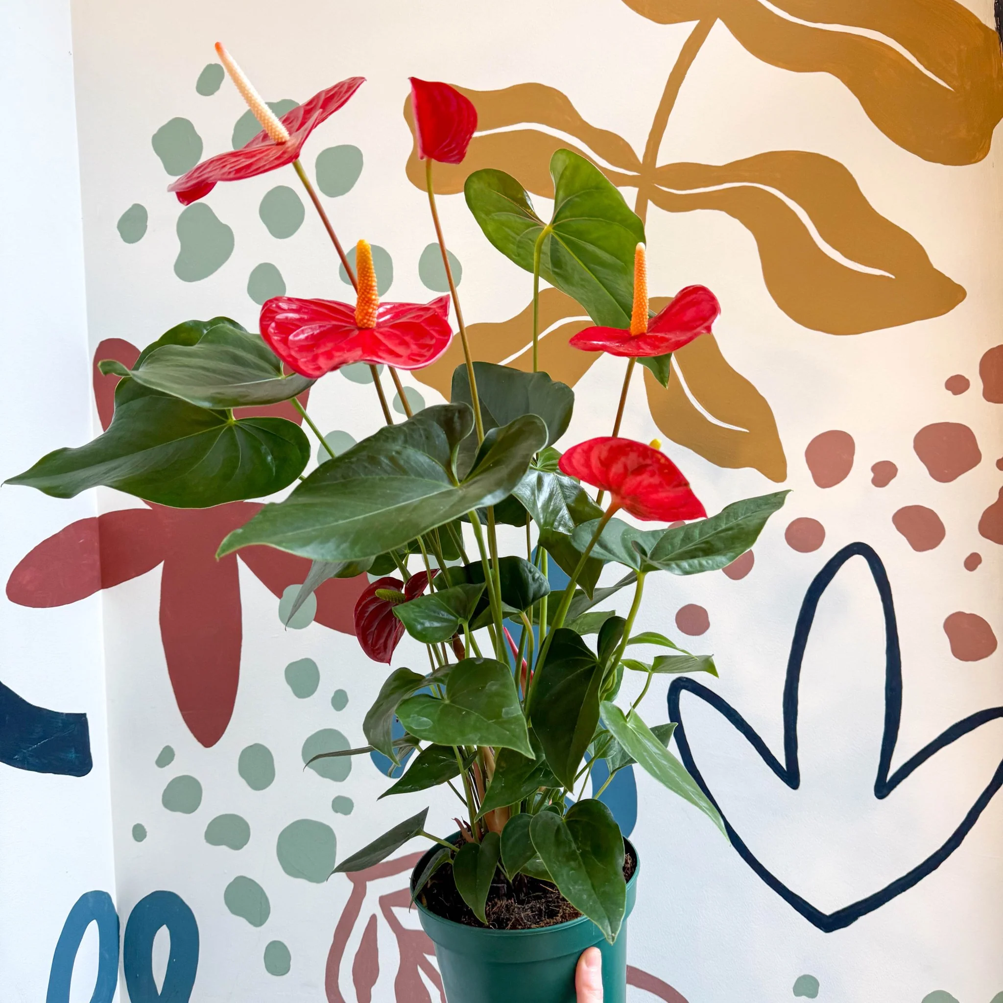 Anthurium andraeanum 'Idaho' - Red Flamingo Flower - Image 6