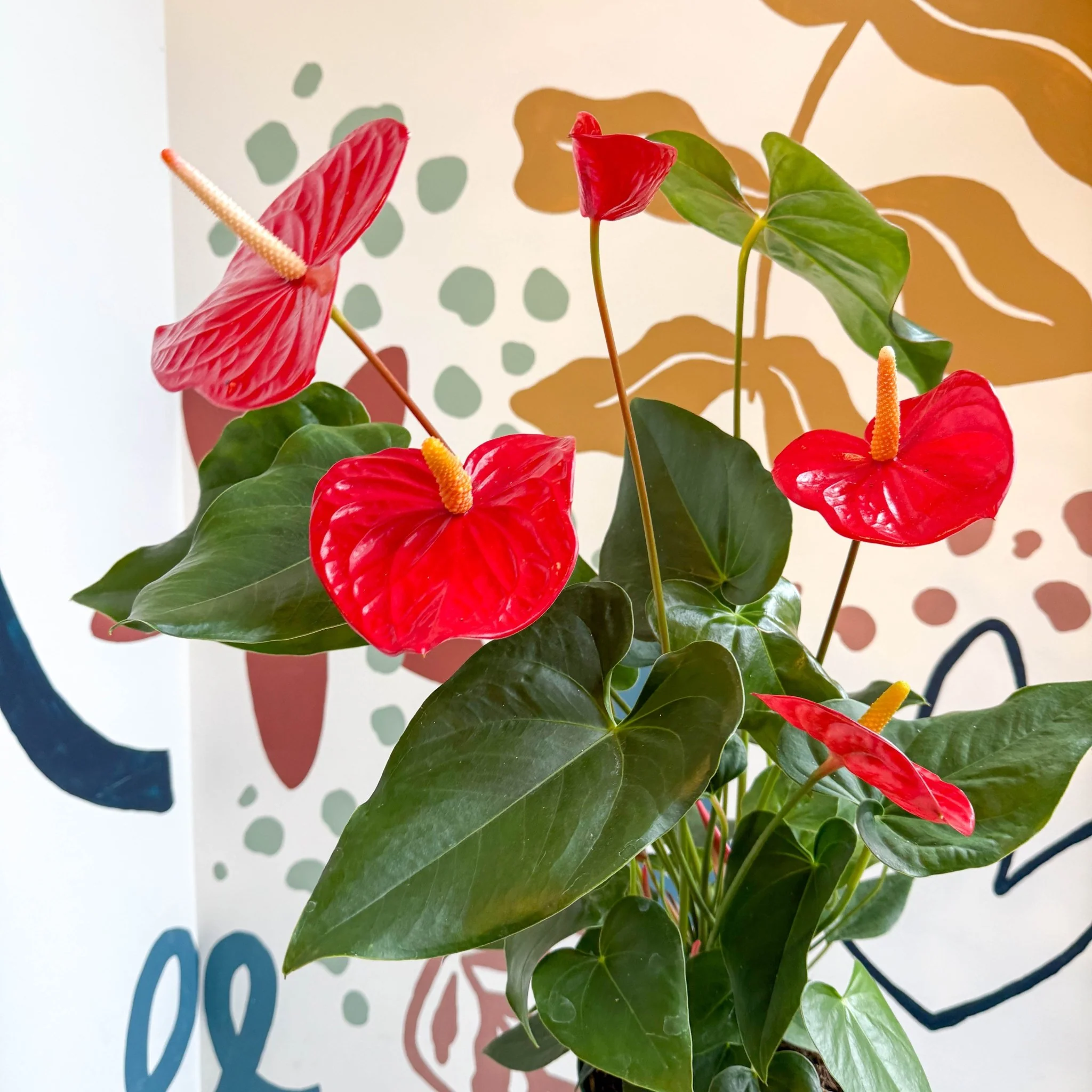 Anthurium andraeanum 'Idaho' - Red Flamingo Flower - Image 7