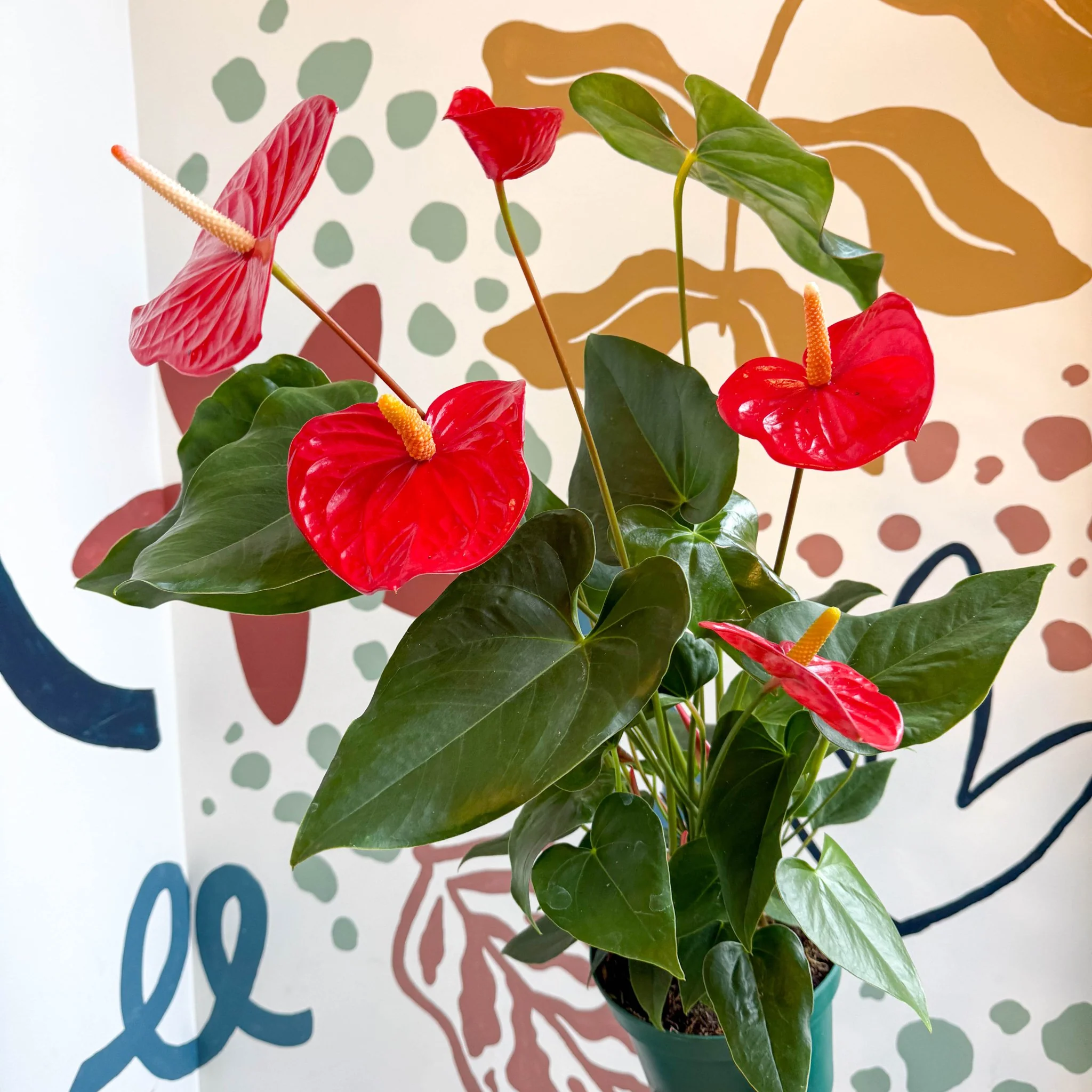 Anthurium andraeanum 'Idaho' - Red Flamingo Flower - Image 8