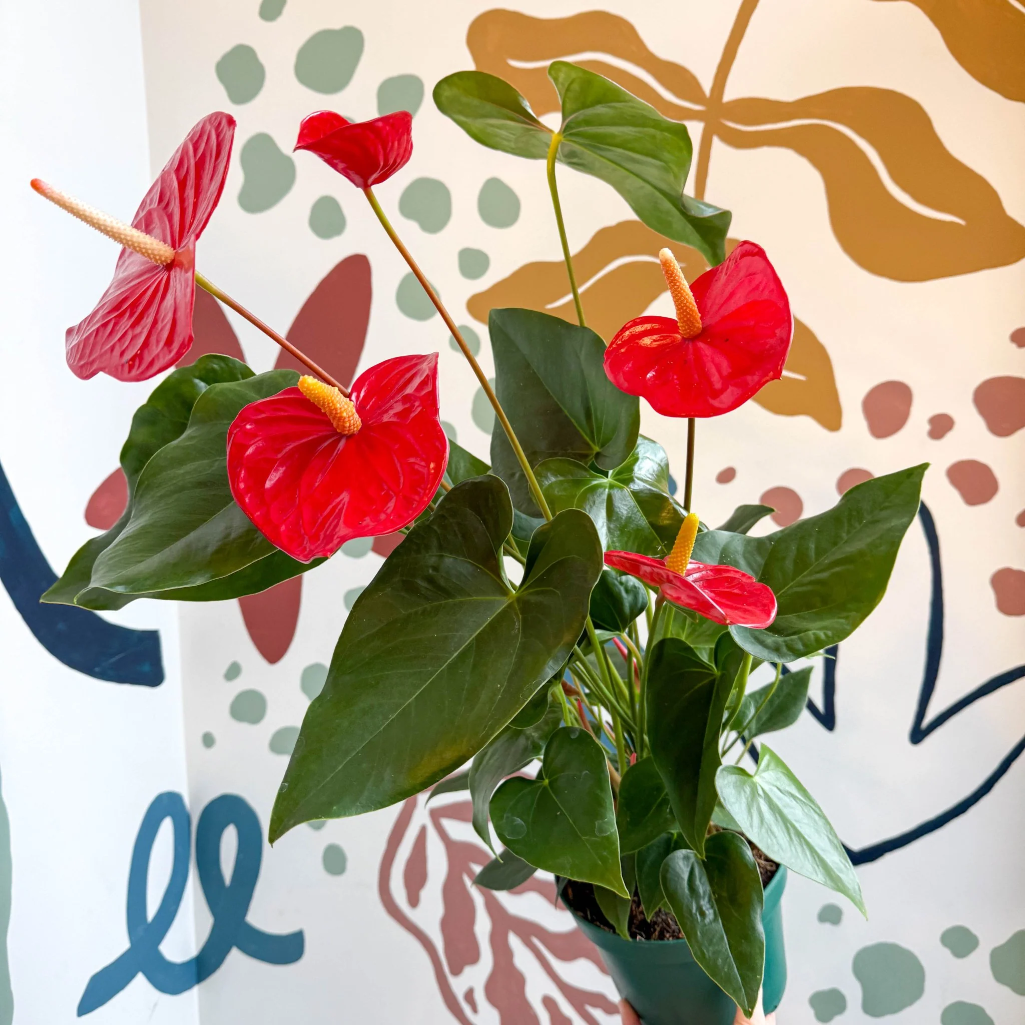 Anthurium andraeanum 'Idaho' - Red Flamingo Flower - Image 9