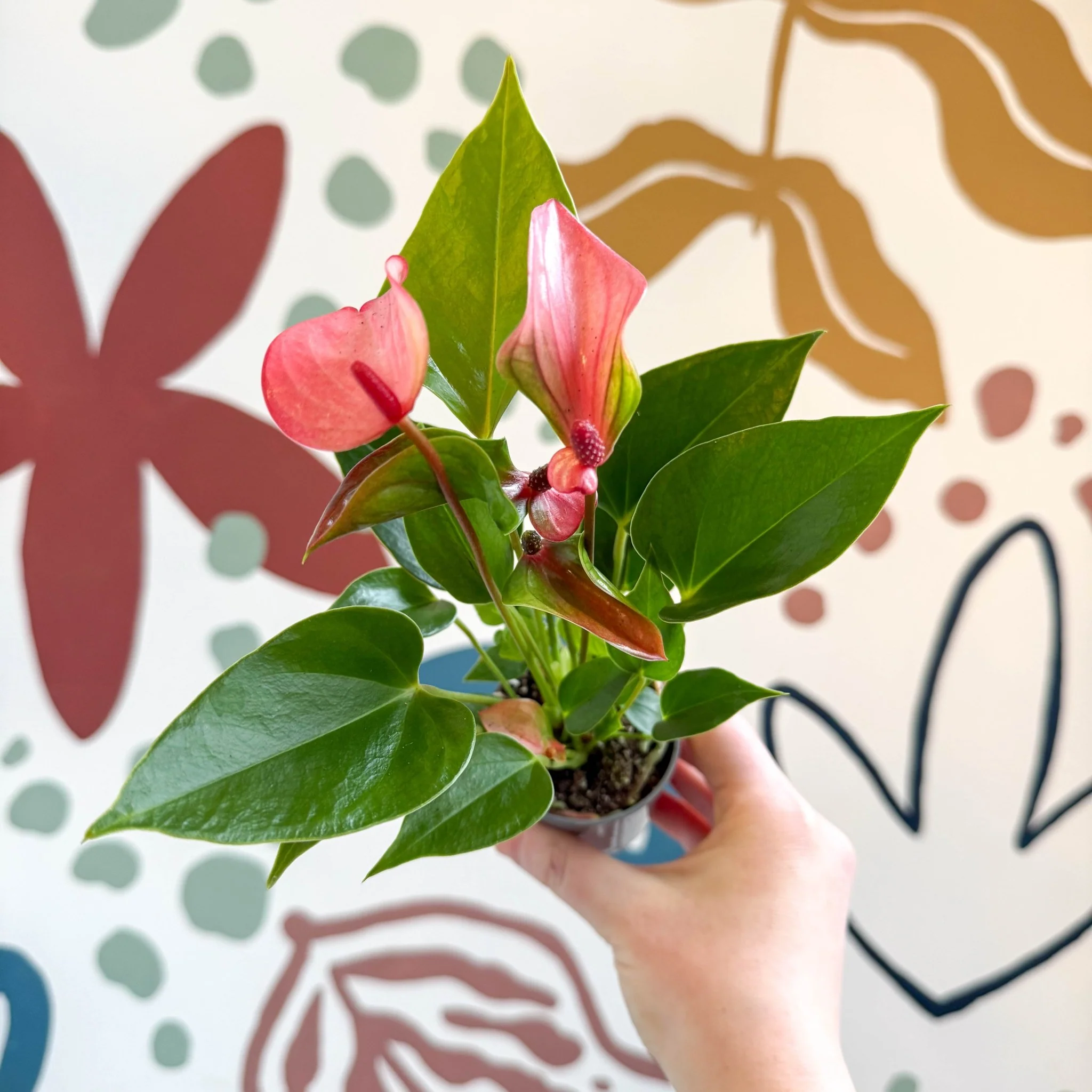 Anthurium andraeanum 'Matata' - Pink Flamingo Flower