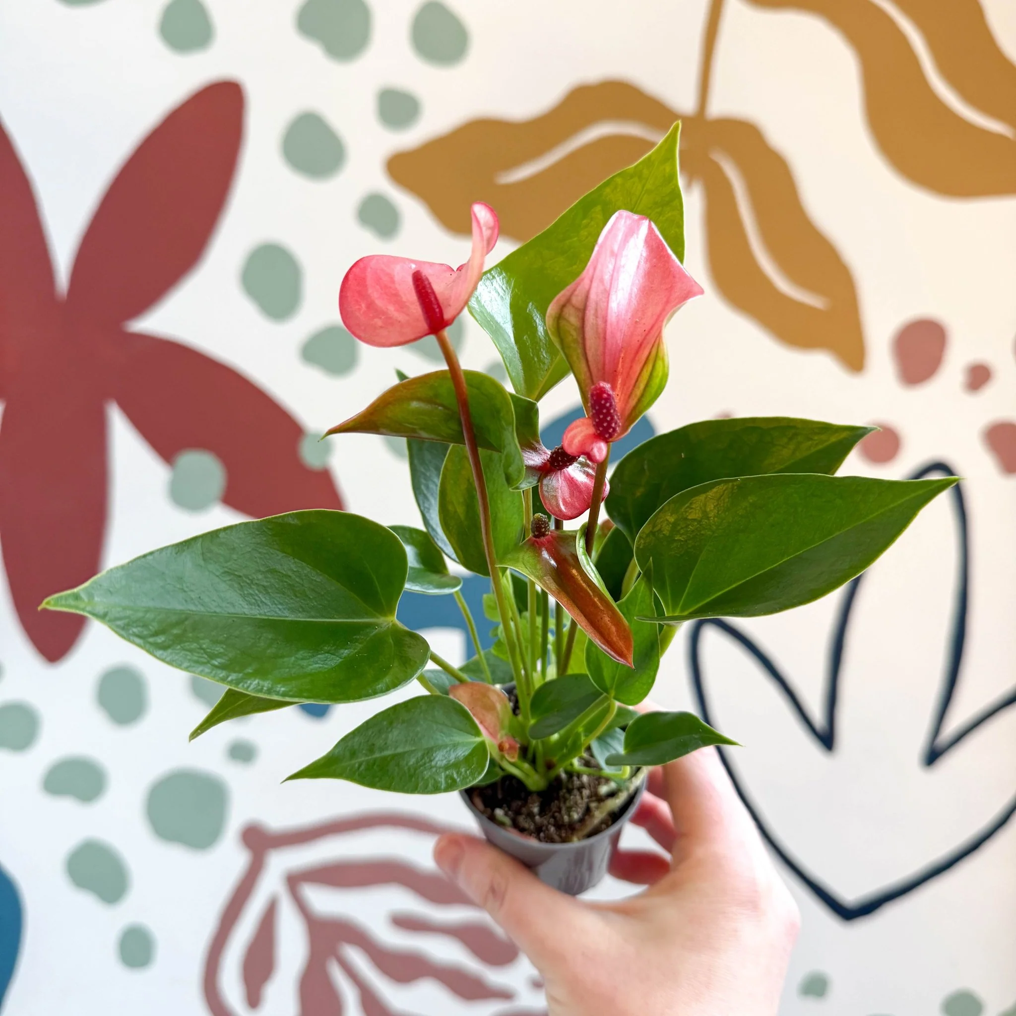 Anthurium andraeanum 'Matata' - Pink Flamingo Flower - Image 2