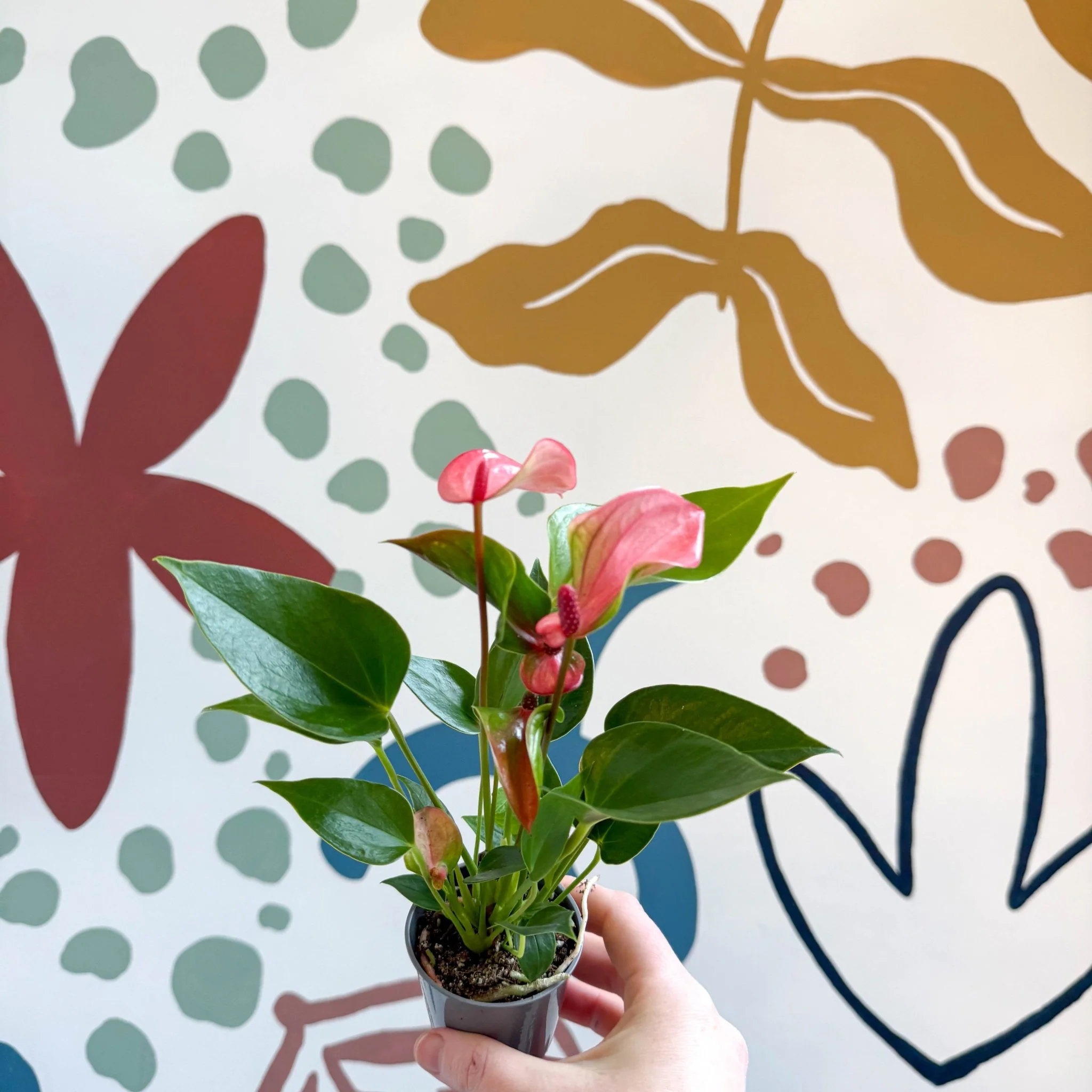 Anthurium andraeanum 'Matata' - Pink Flamingo Flower - Image 3